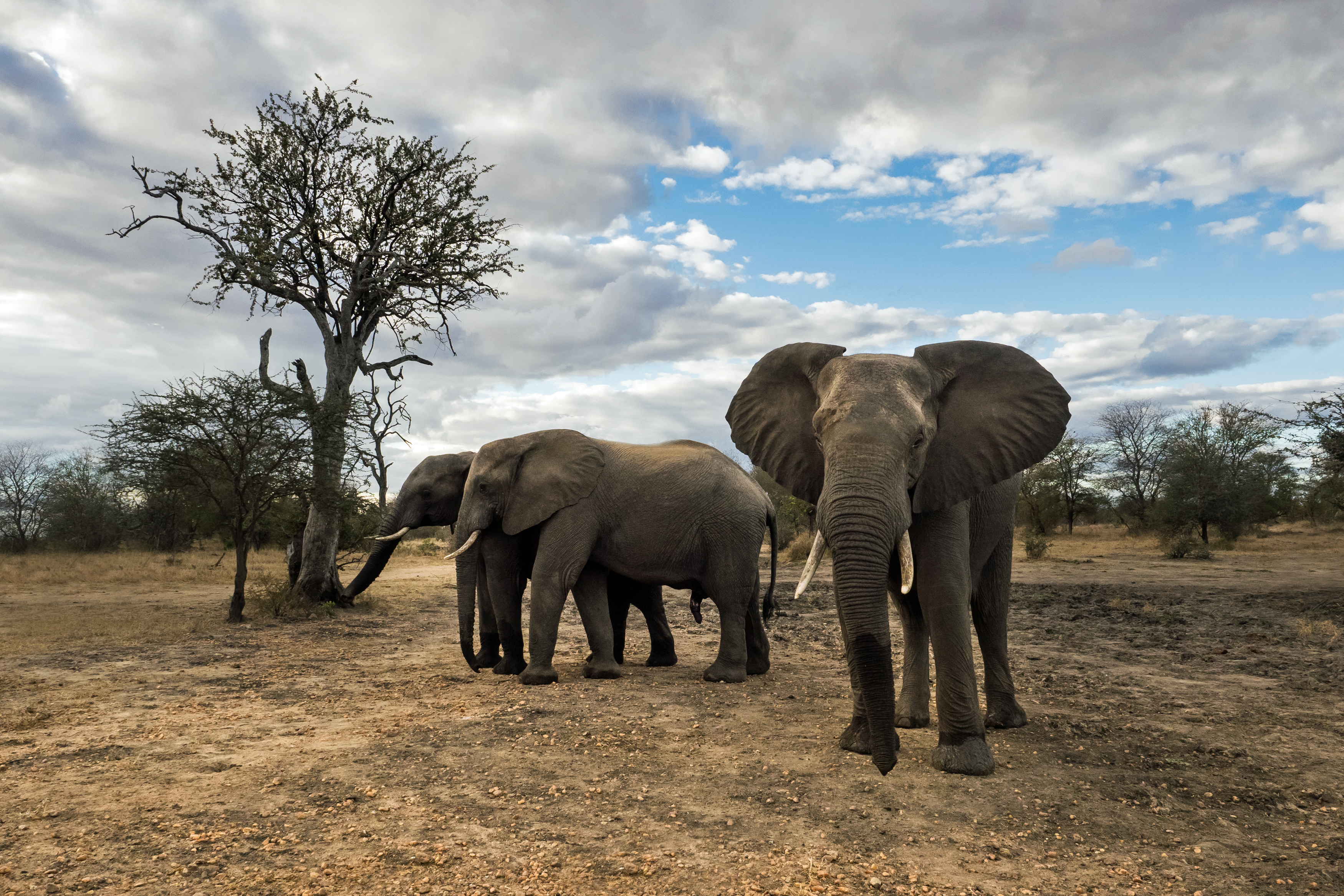 olifantstier-waakt-over-zijn-kudde
