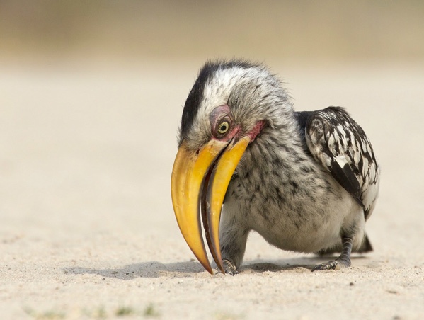 hornbill