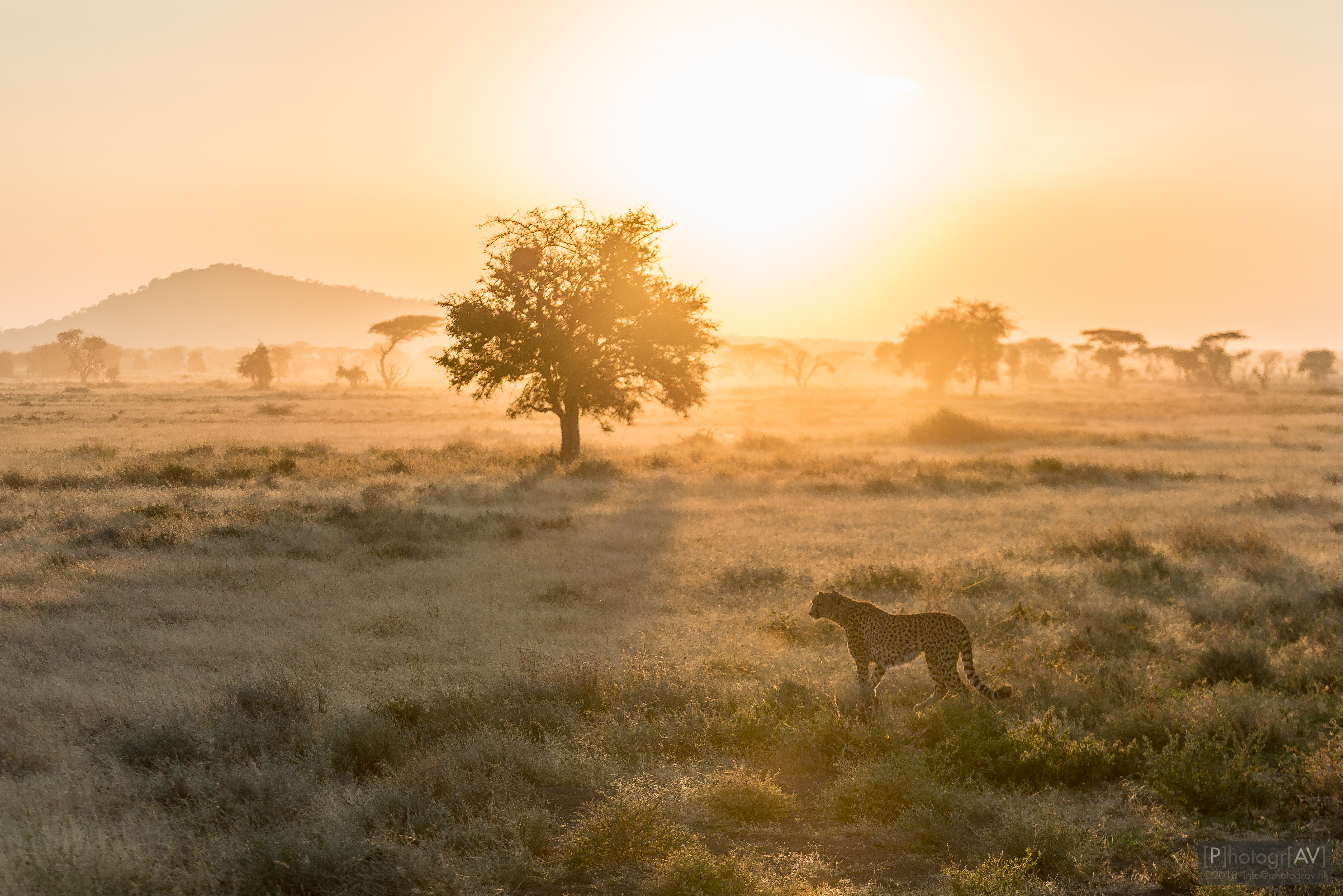 cheetah-in-ochtendlicht