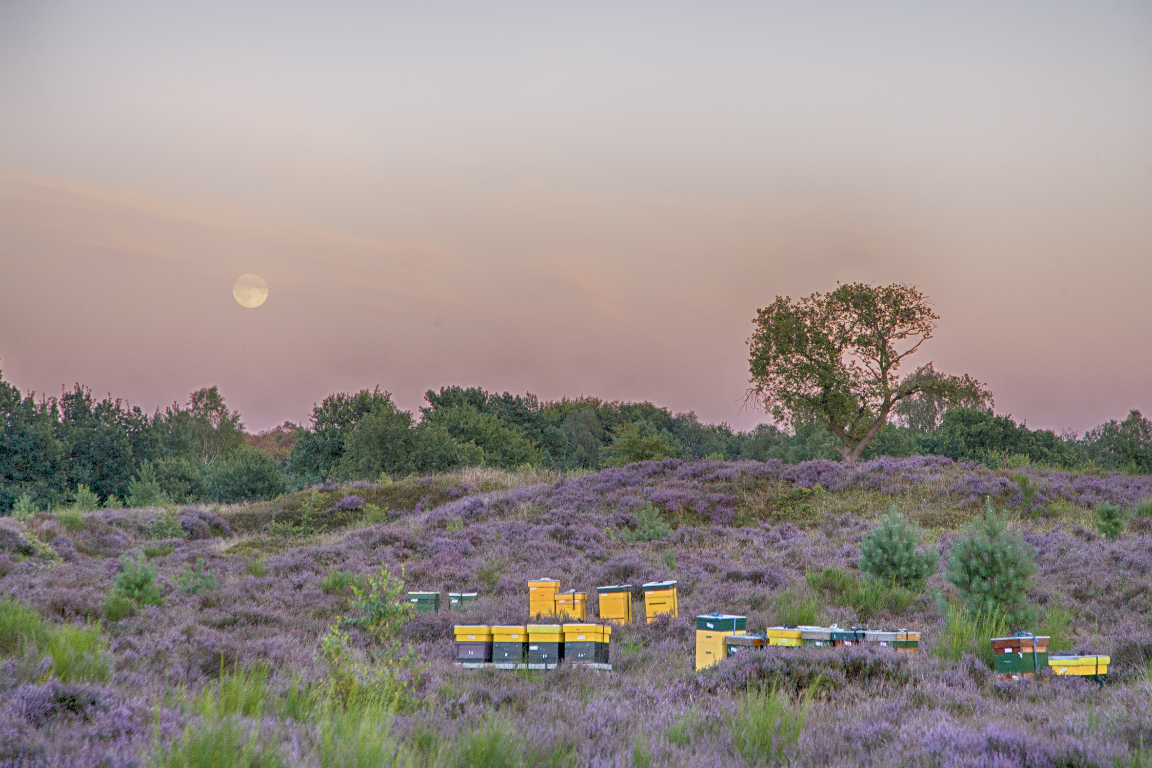 de-maan-komt-op-over-de-heide