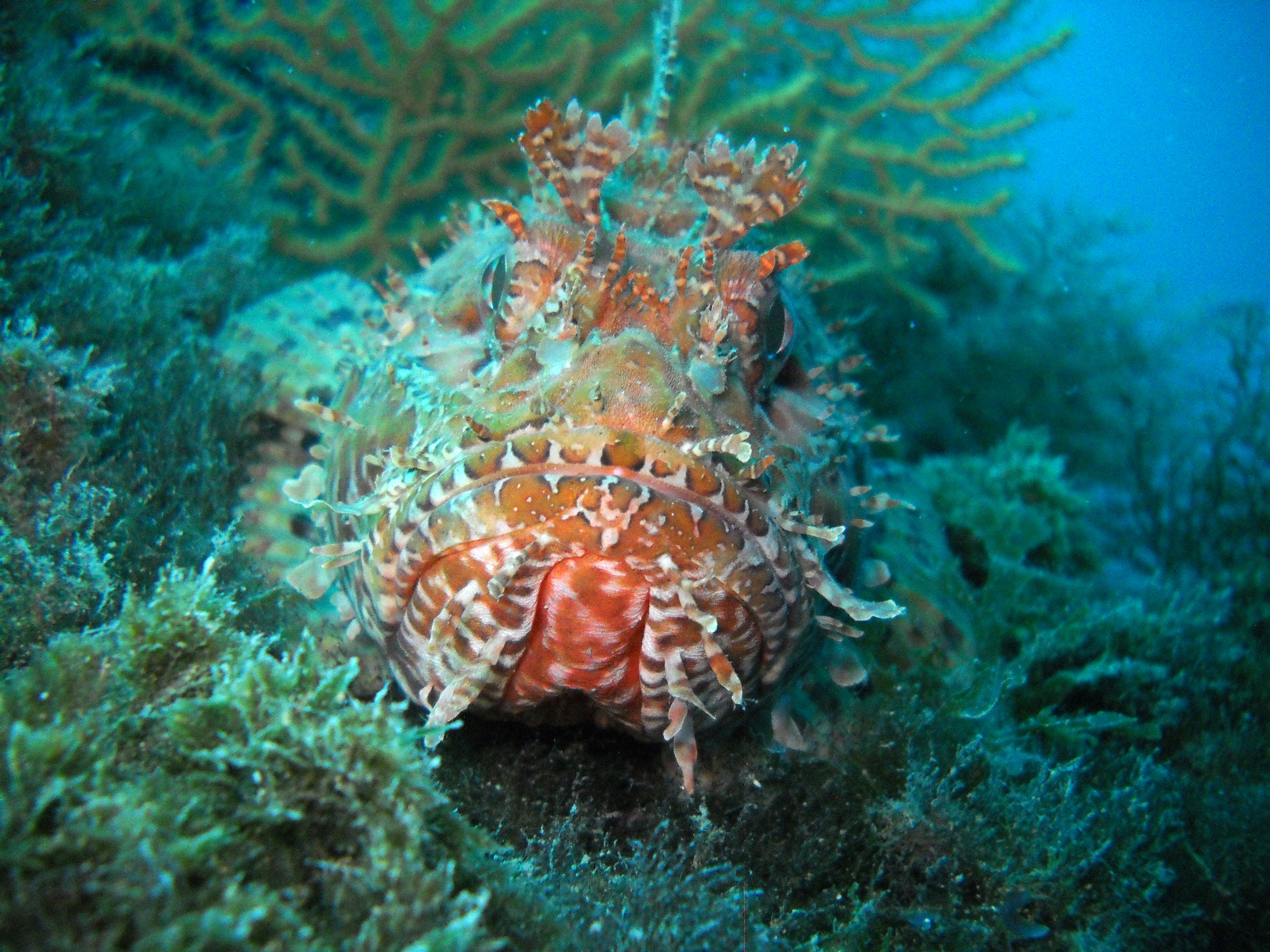 chapon-schorpioenvis