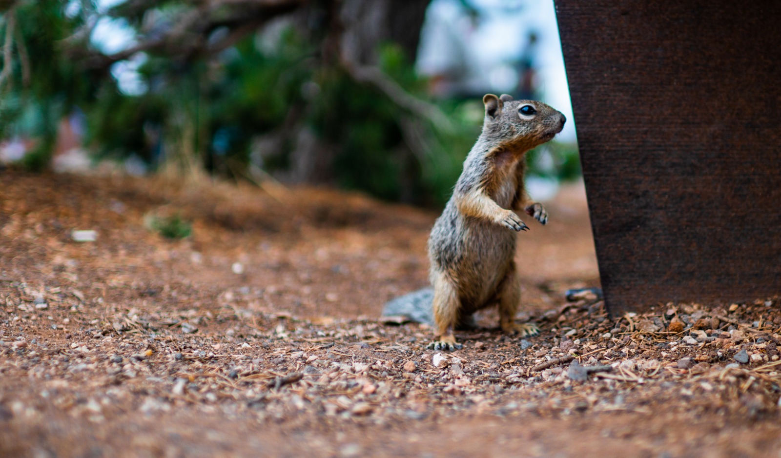 eekhoorn-in-grand-canyon