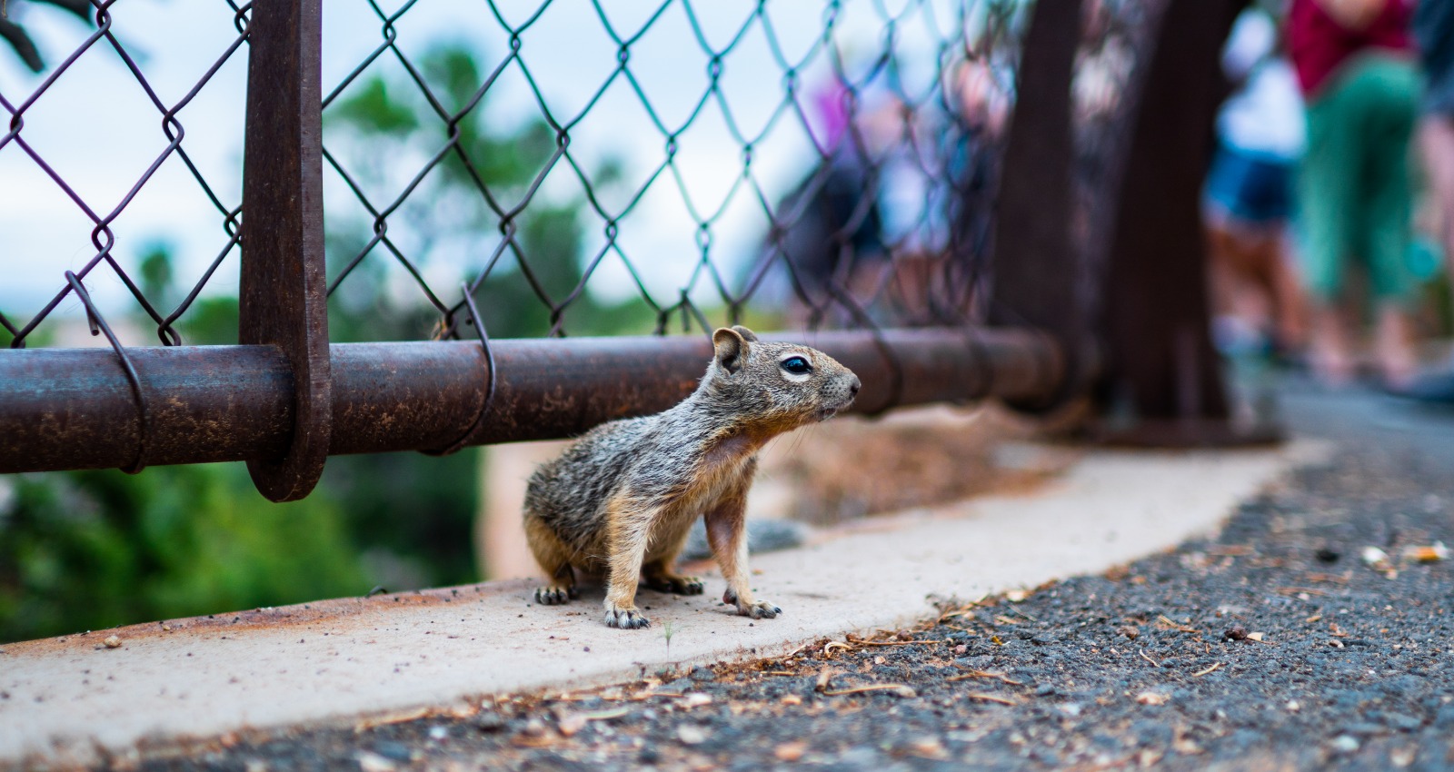 eekhoorn-in-de-grand-canyon