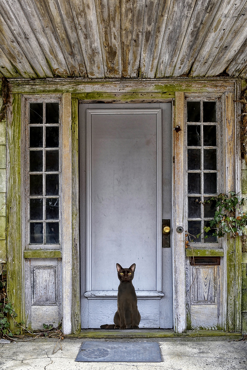 kat-voor-voordeur