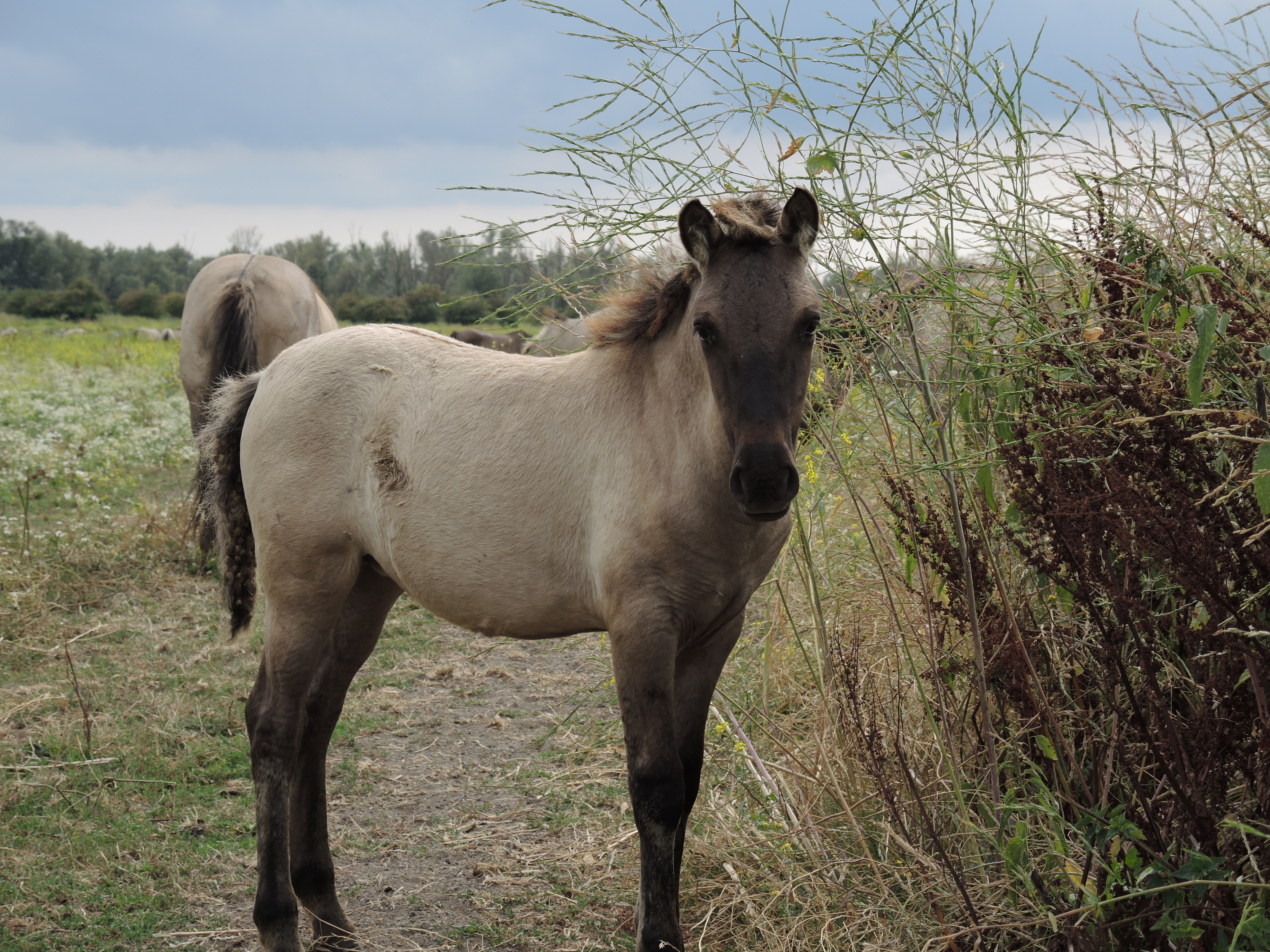 konikpaard-veulen