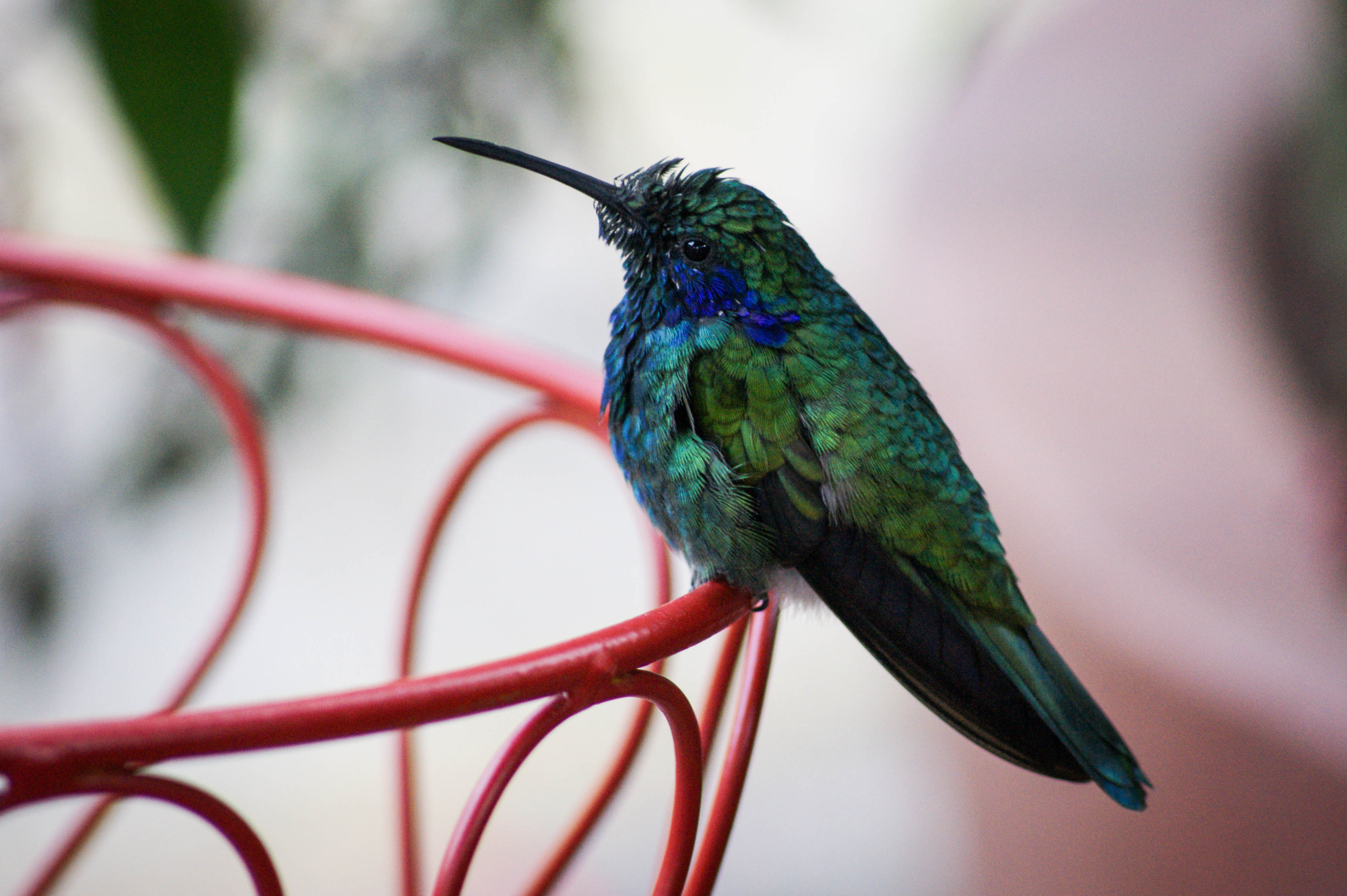 kolibri-in-costa-rica