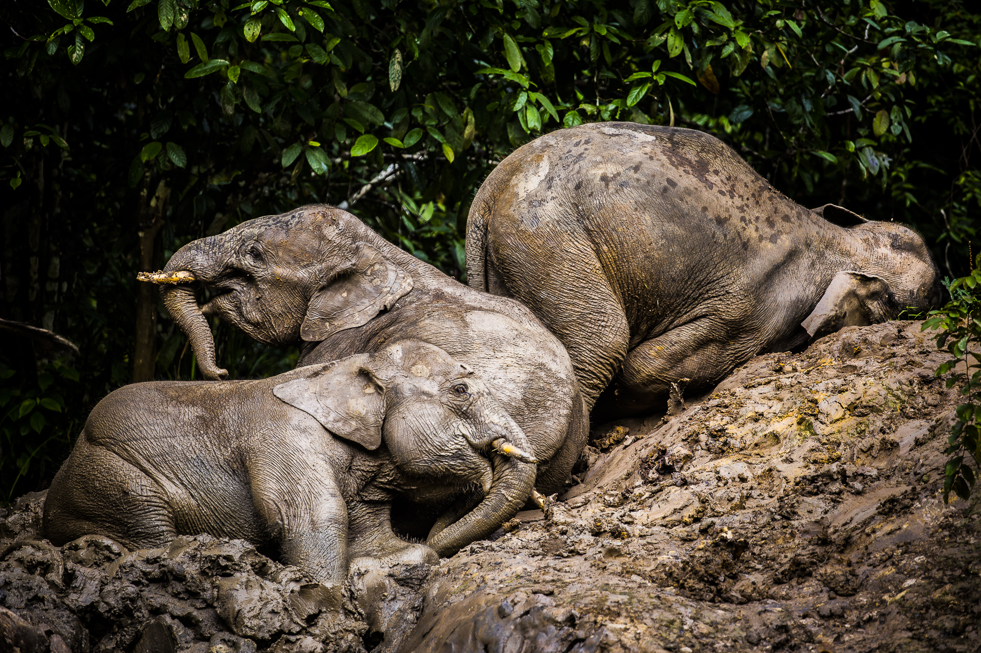 wild-pygmy-elephants