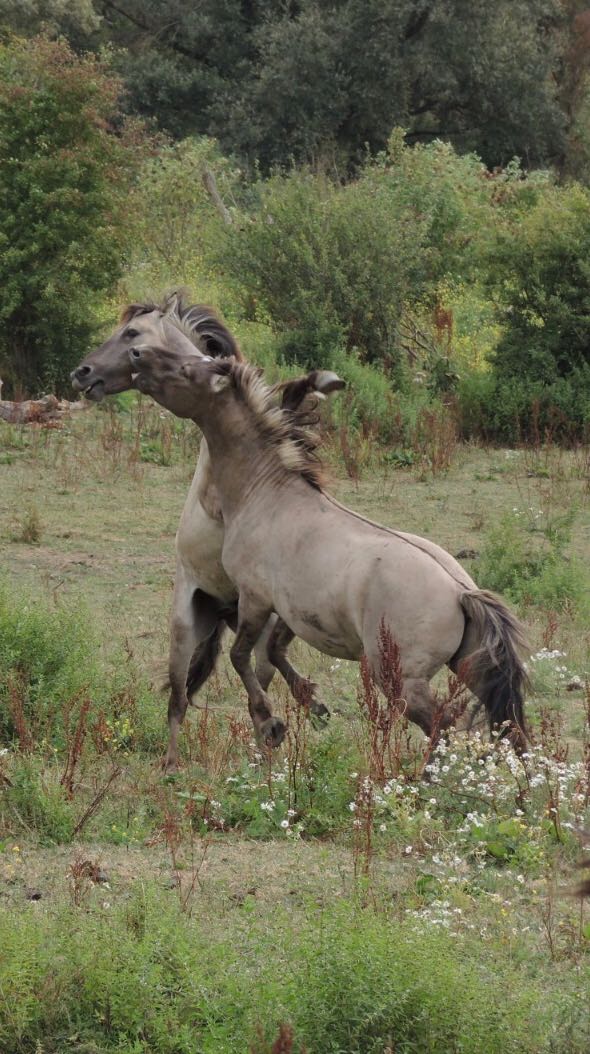 konikpaarden