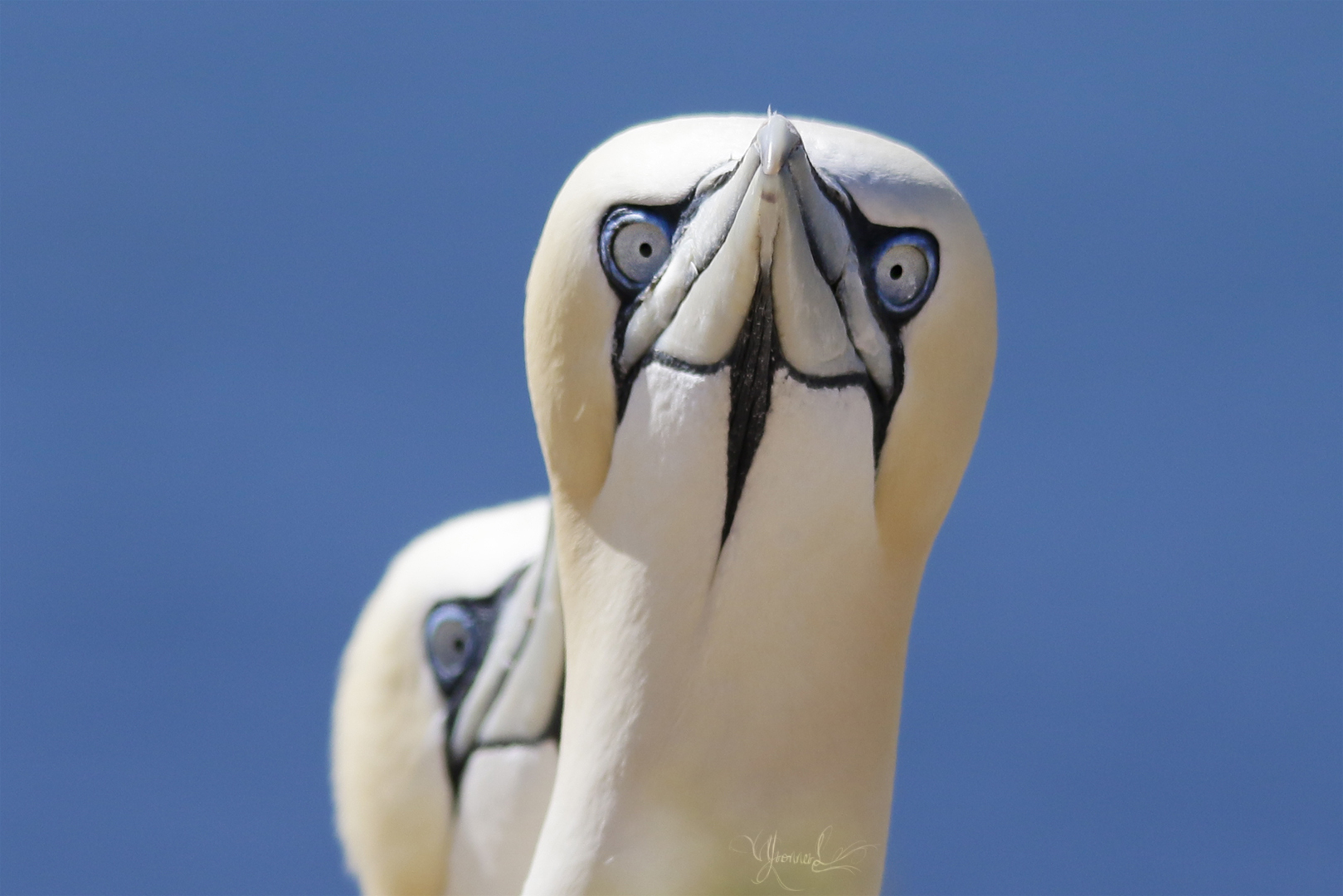 nieuwsgierige-jan-van-gent