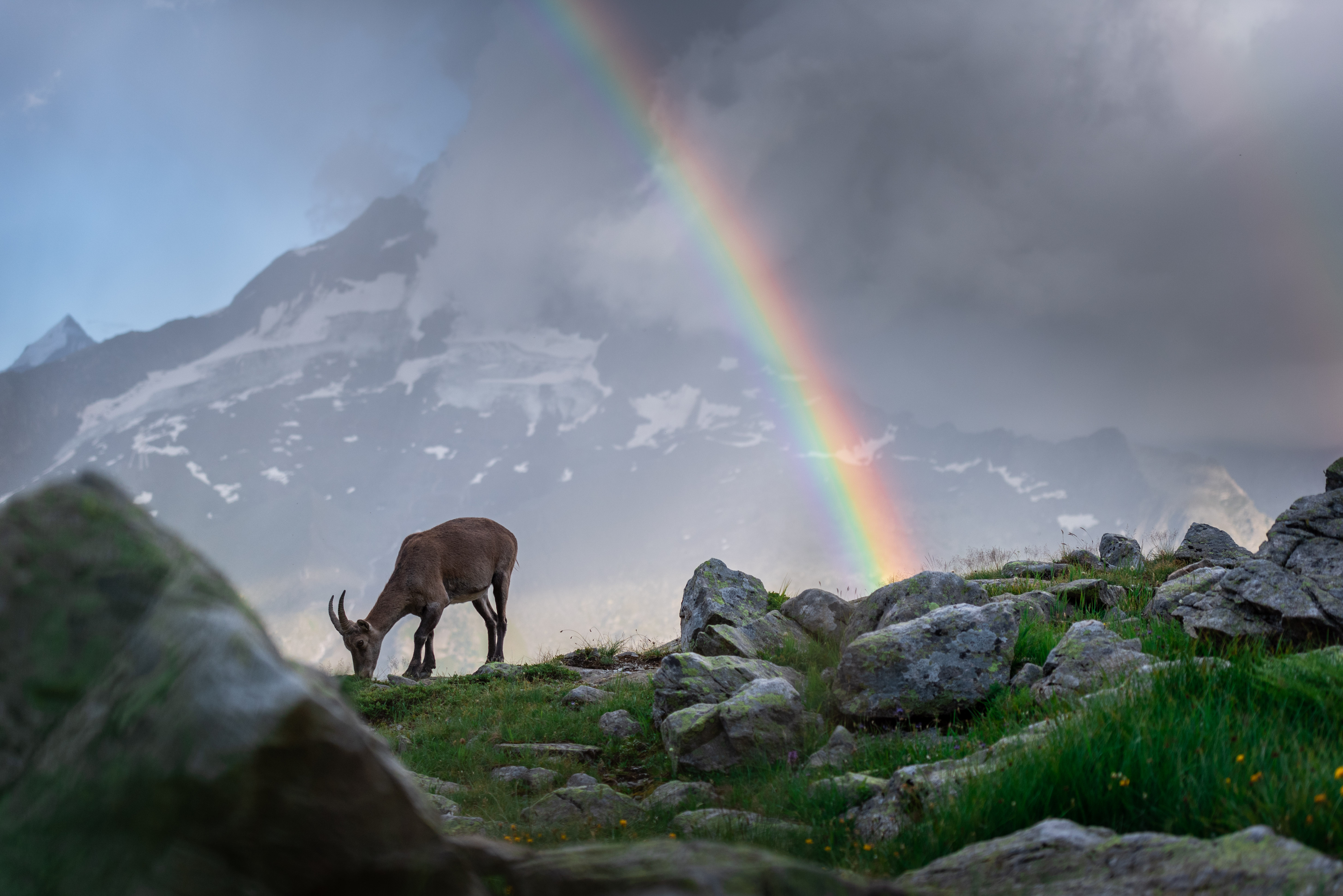 gold-chamois-under-the-rainbow