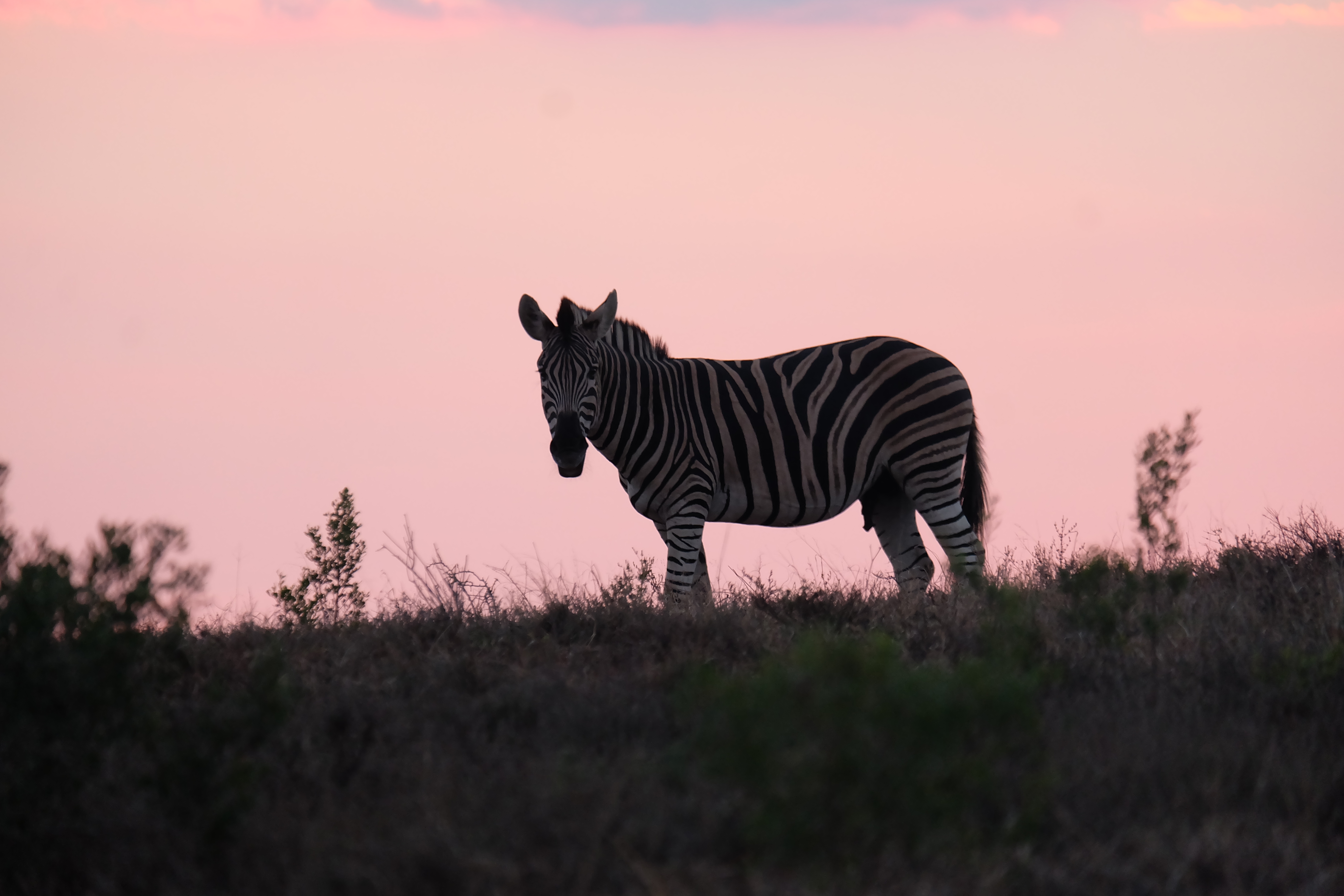 zebra-in-zuid-afrika