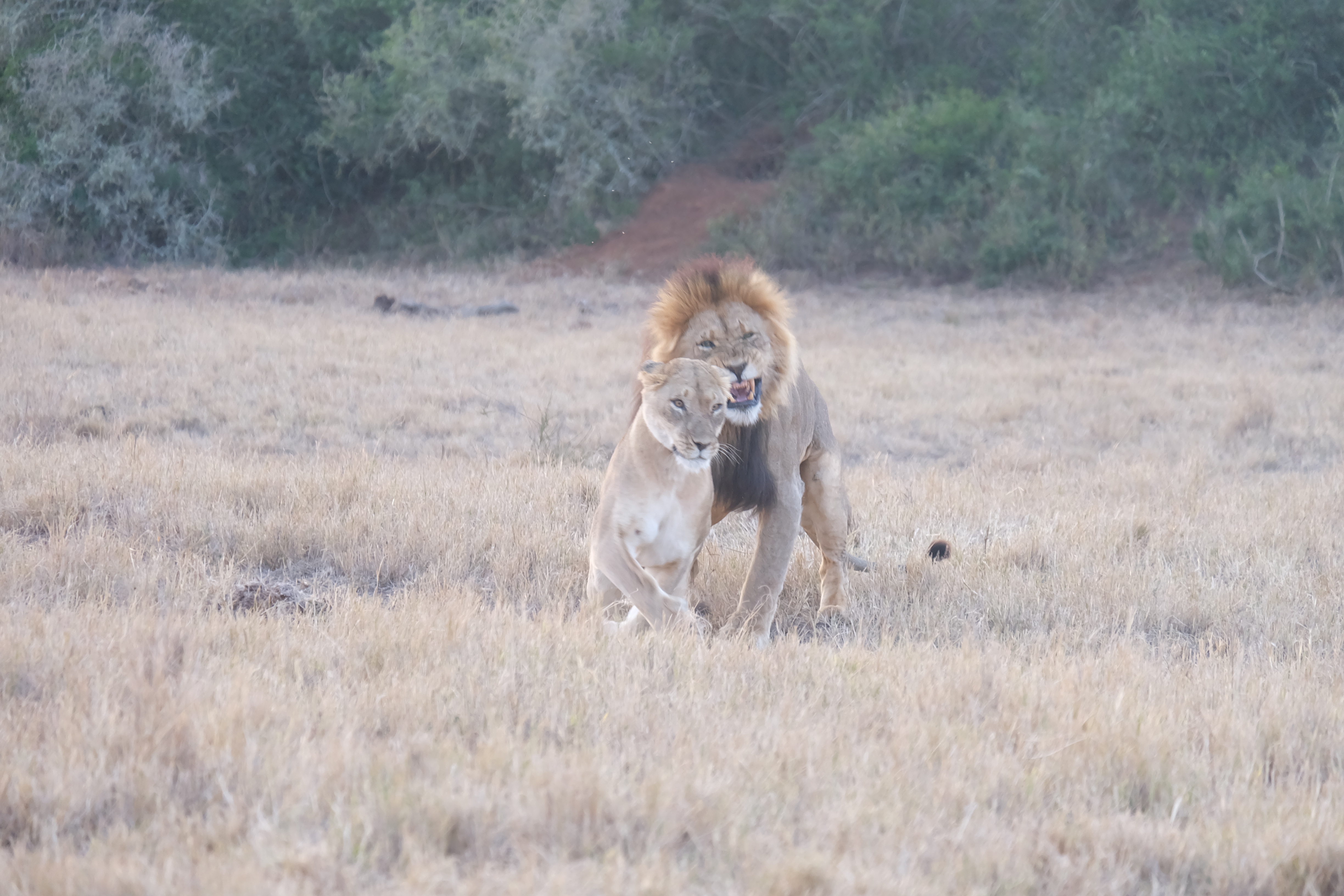 leeuwen-in-zuid-afrika
