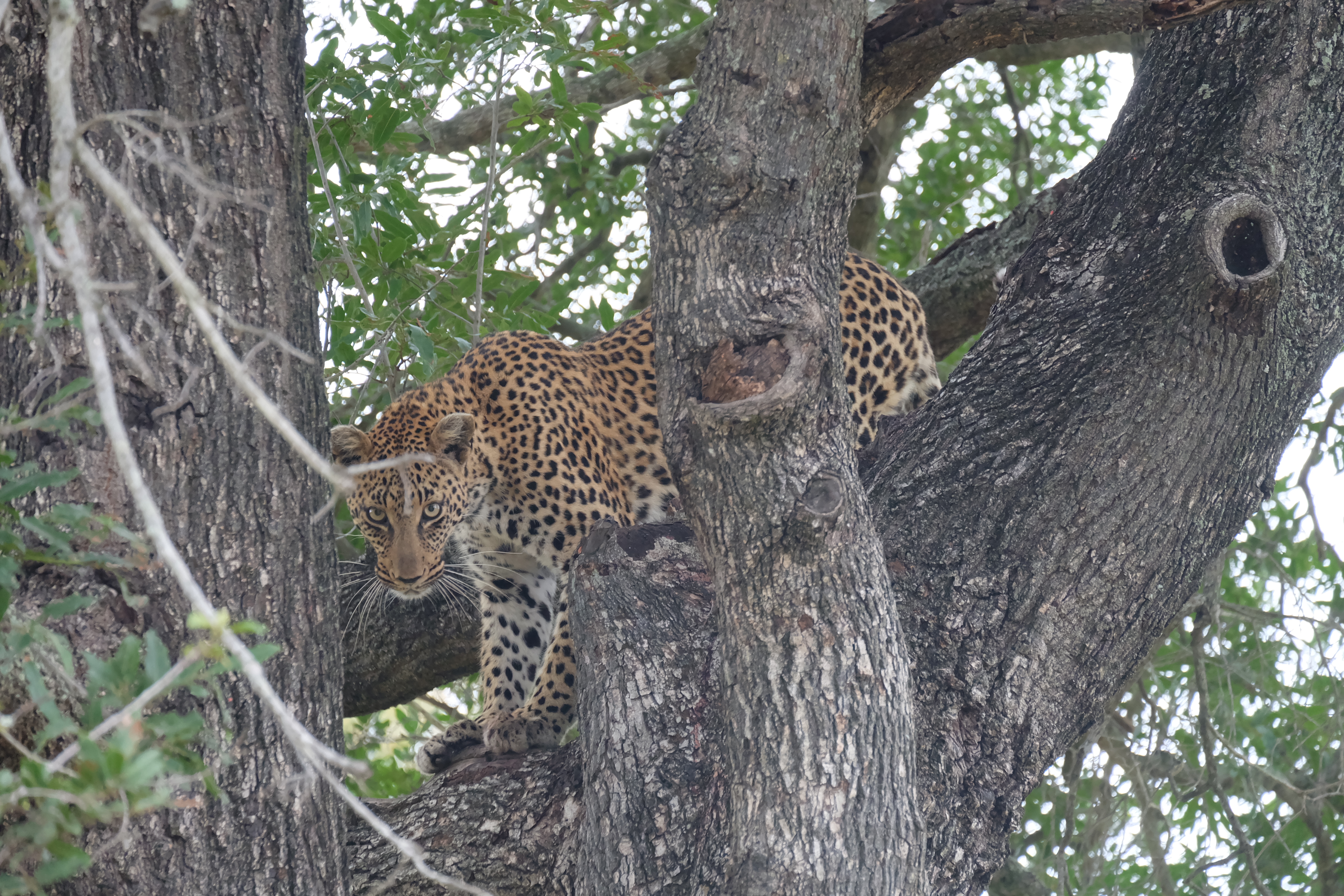 luipaard-in-zuid-afrika