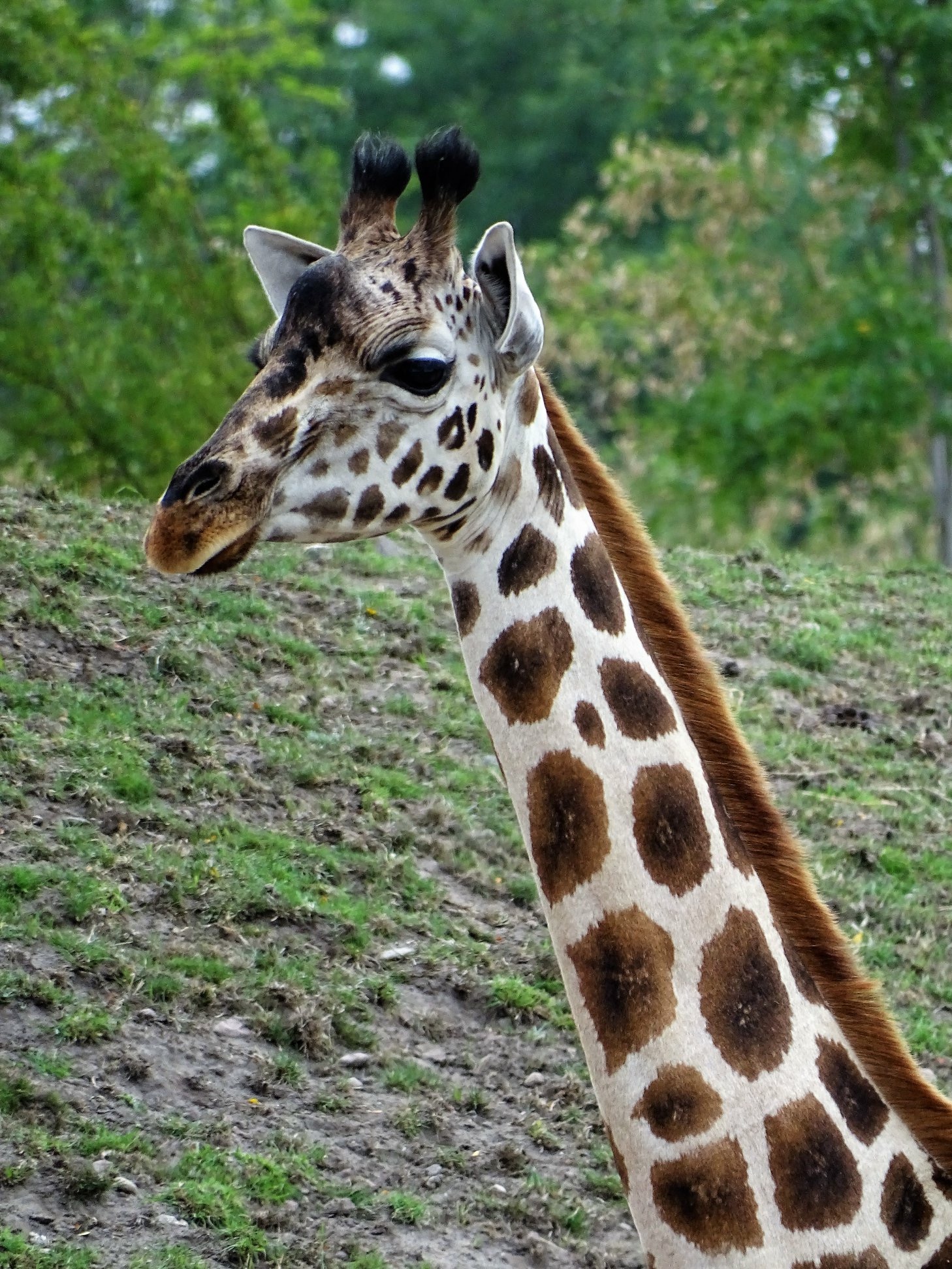 de-giraffe