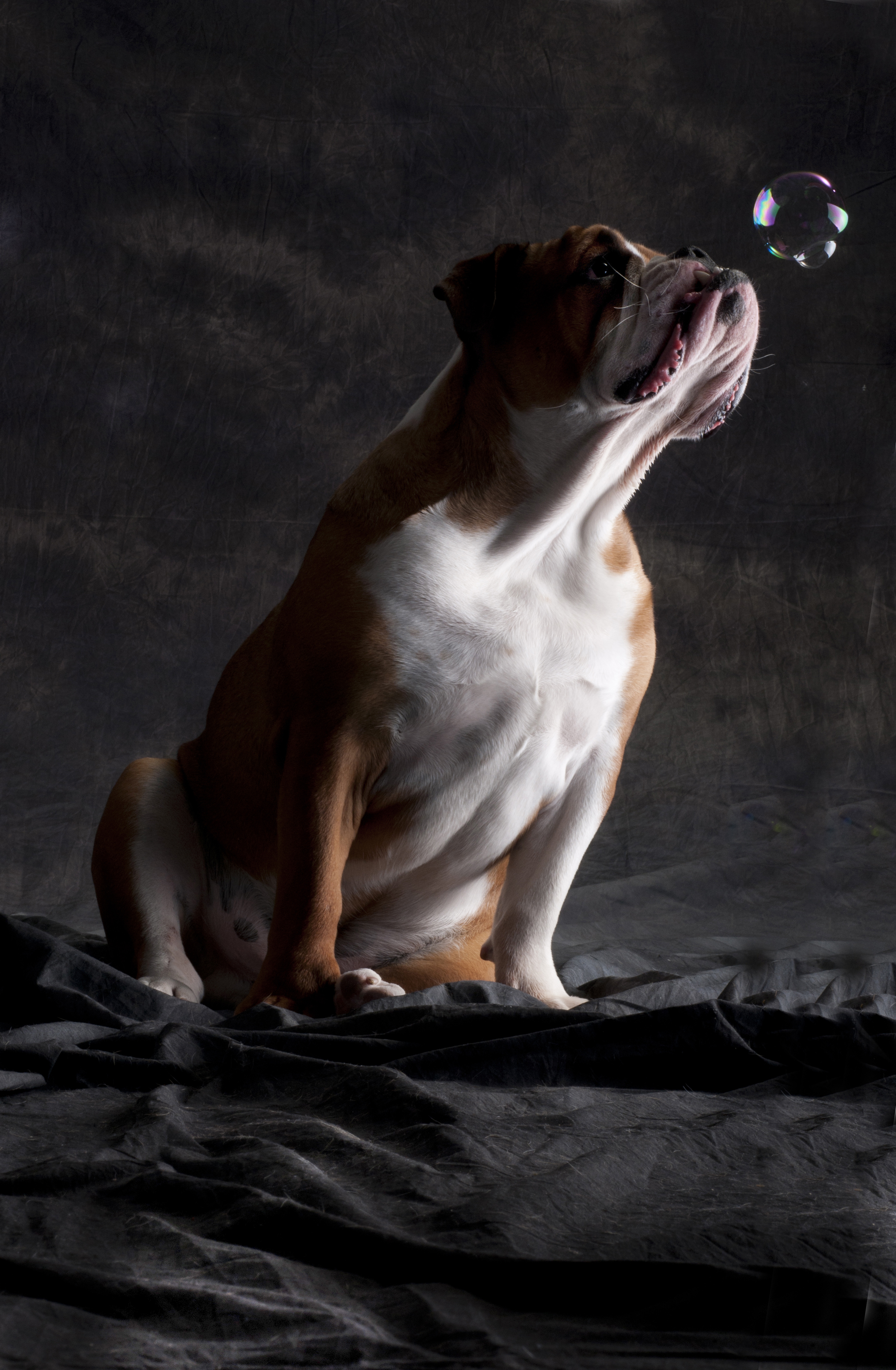 huisdier-bulldog