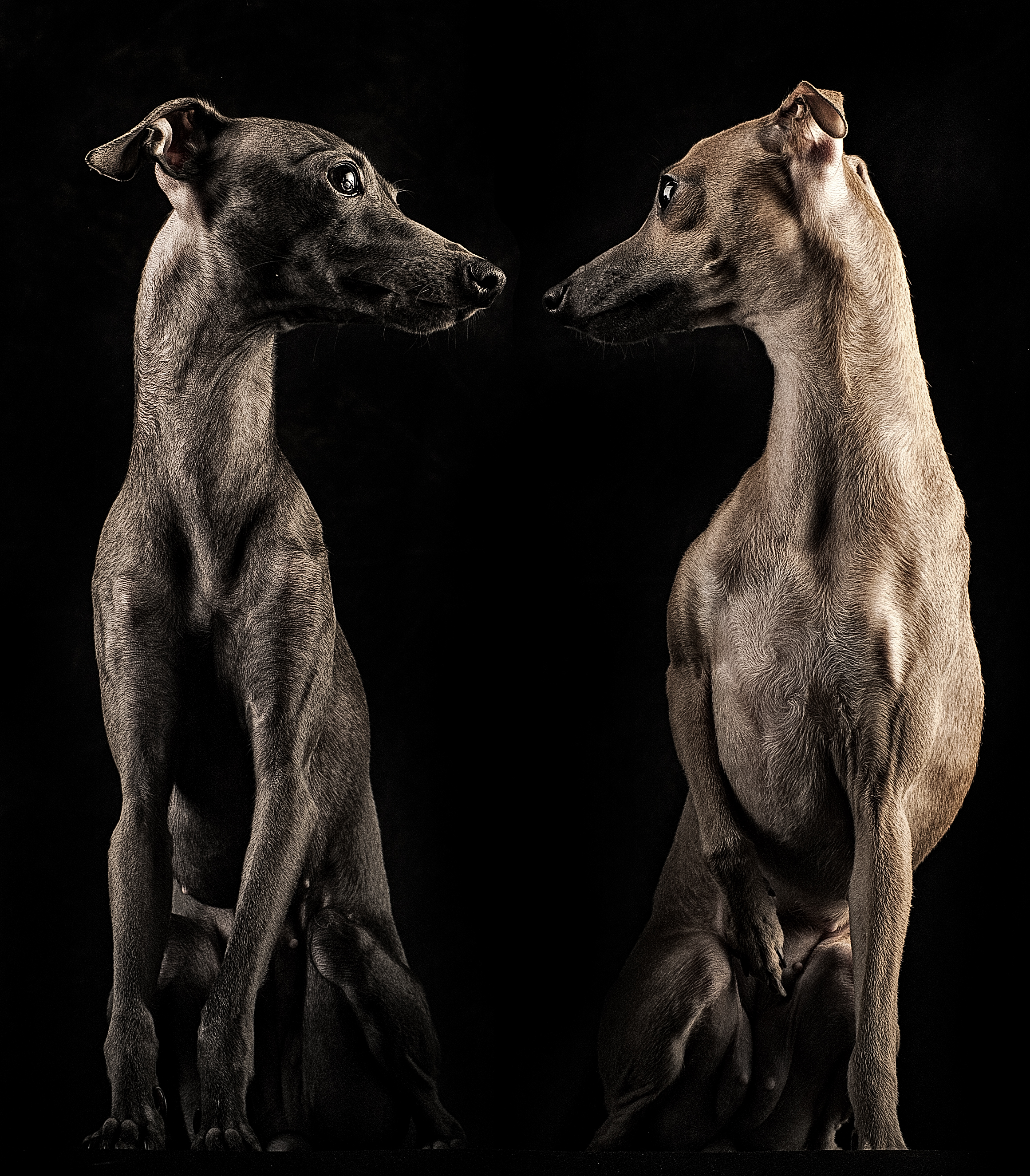 huisdier-italian-whippets
