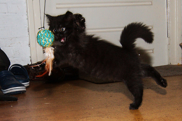 huisdier-i%E1%B8%BF-gonna-get-ya