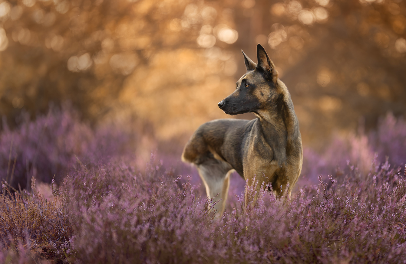 de-kracht-van-kintsugi