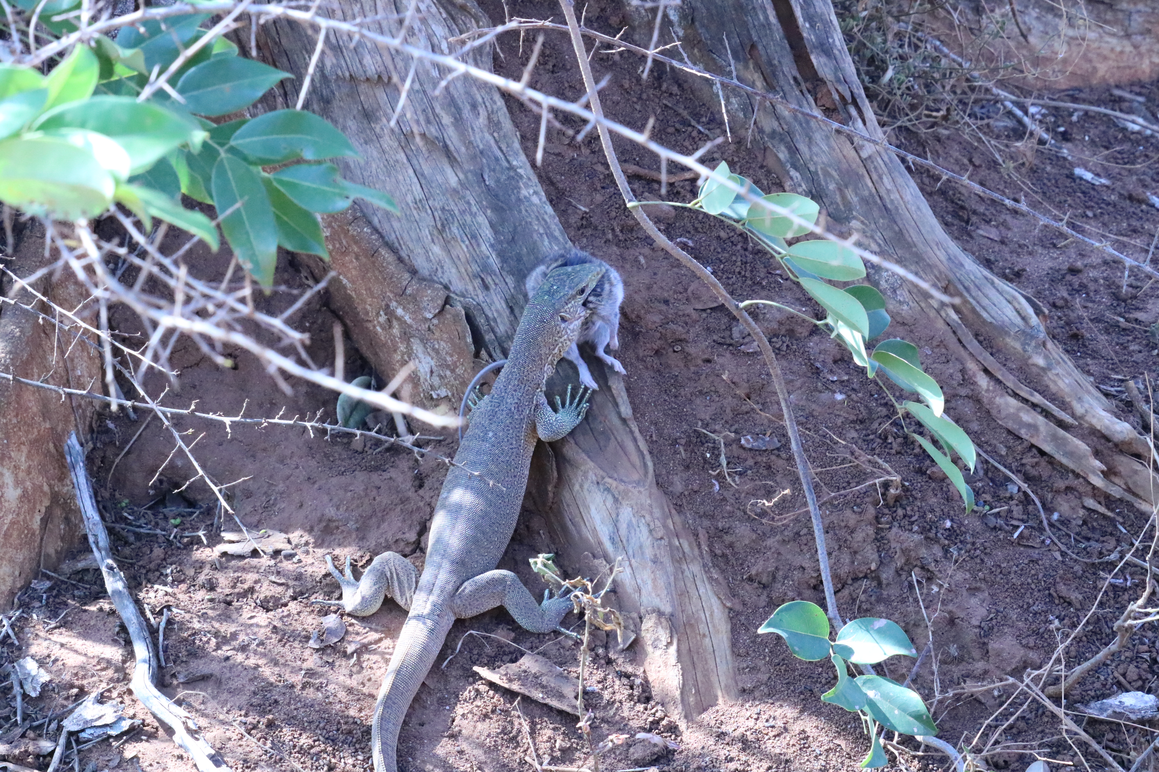 hagedis-met-lekkere-maaltijd