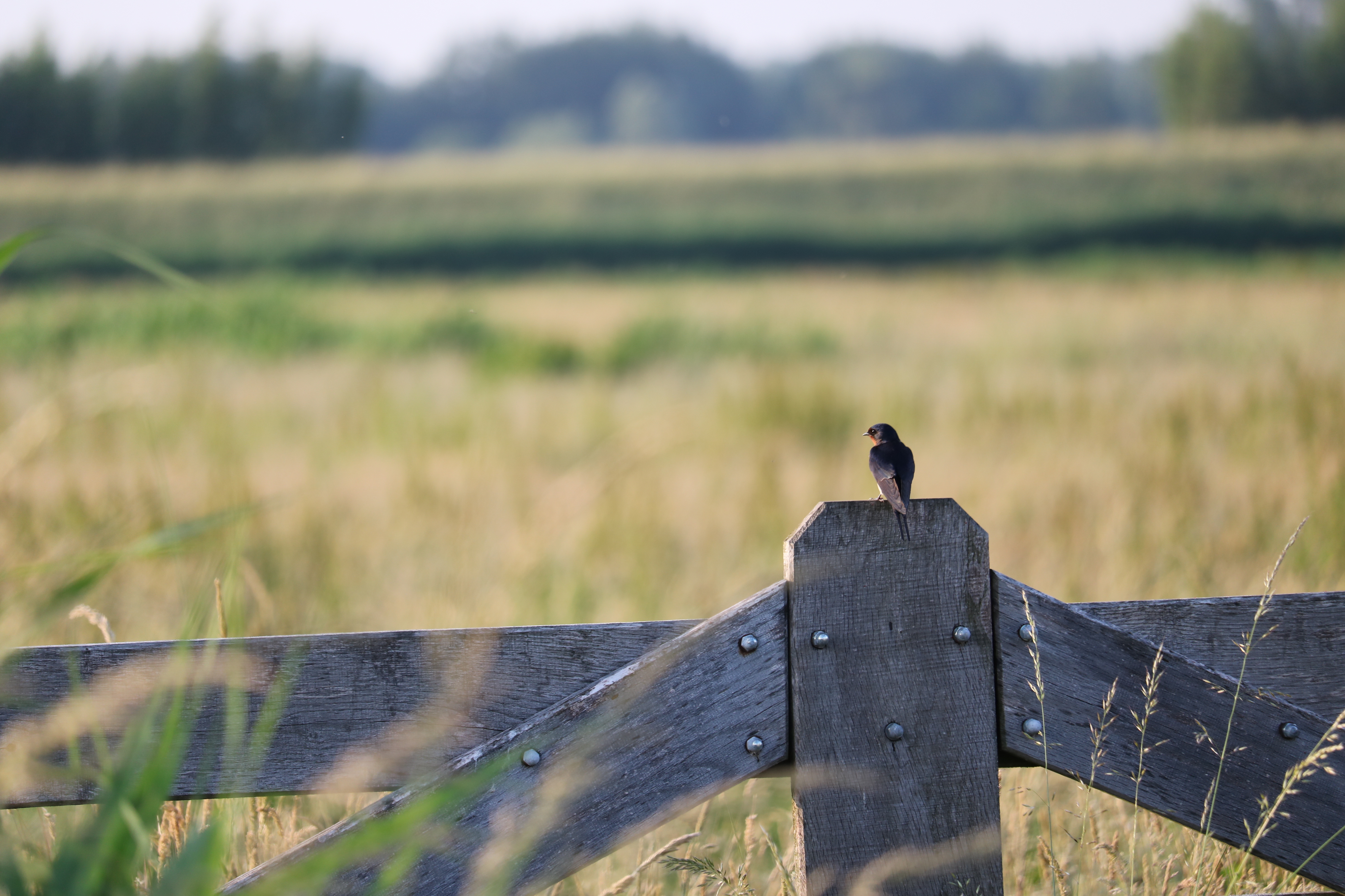 boerenzwaluw-polder-arkemheen