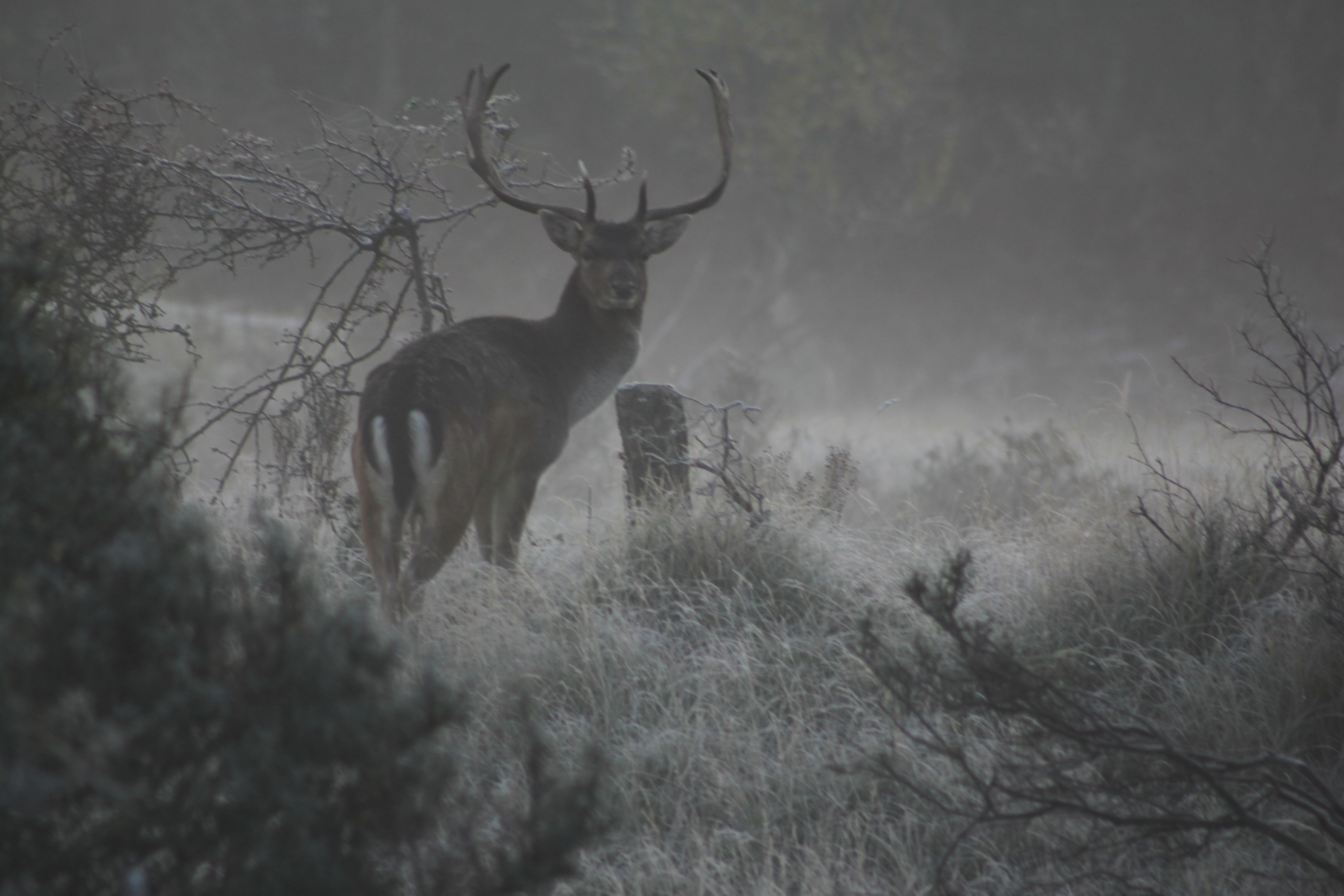 in-de-koude-vroege-ochtend