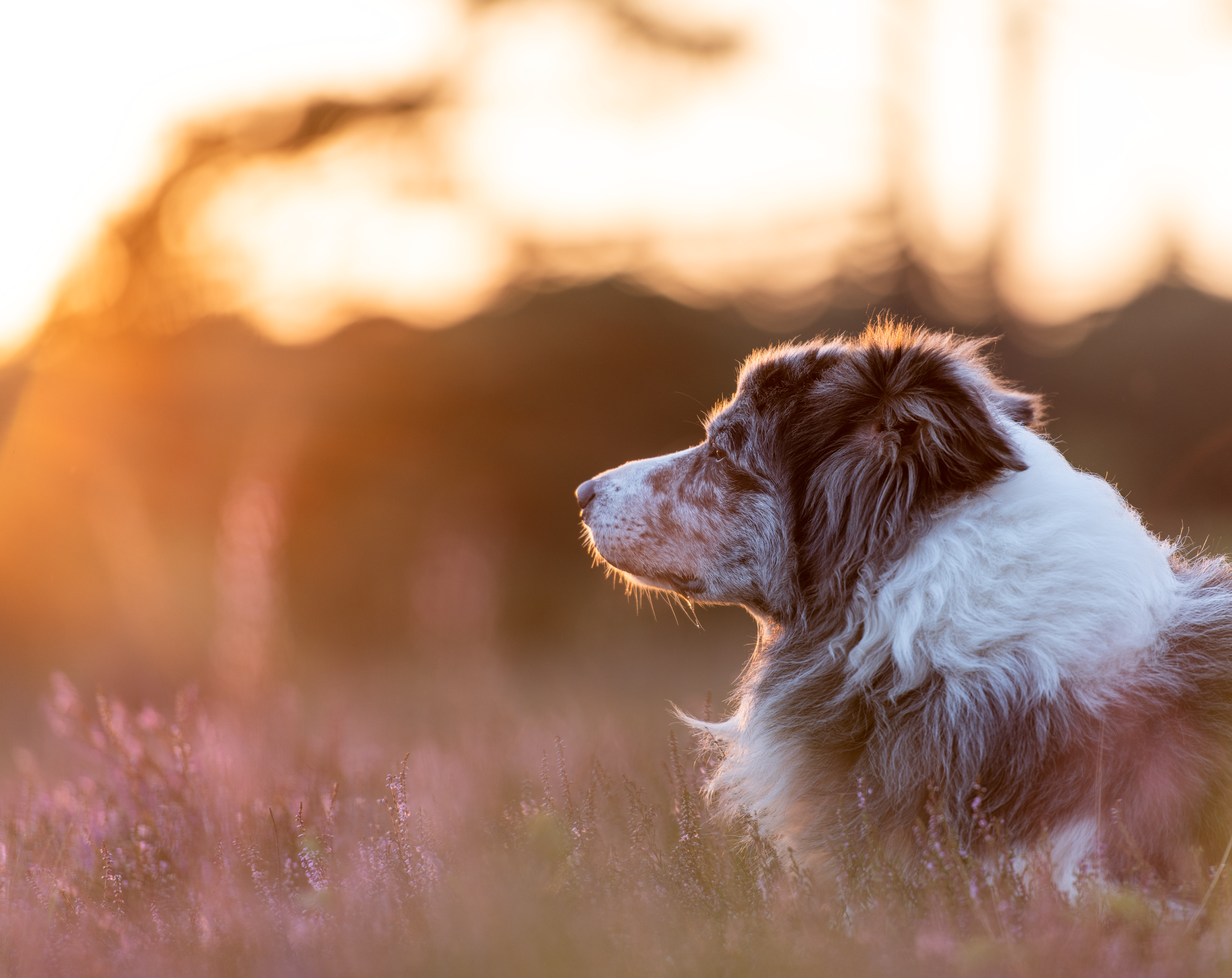 huisdier-op-de-heide