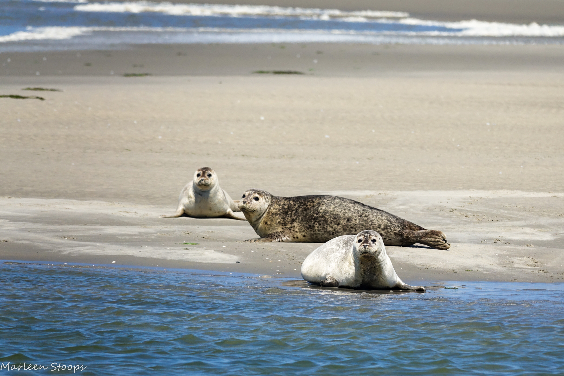 zeehondjes-op-zandbank-texel