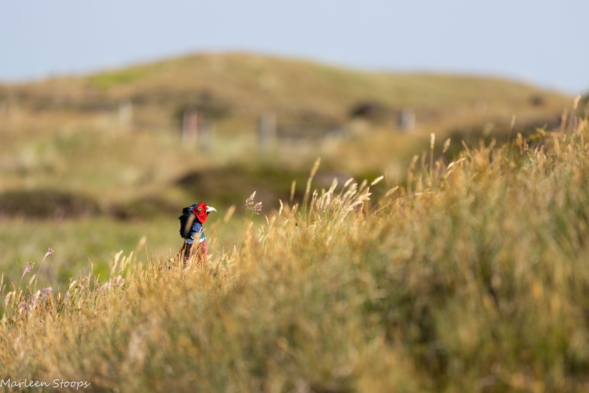 fazant-in-texel-duinen
