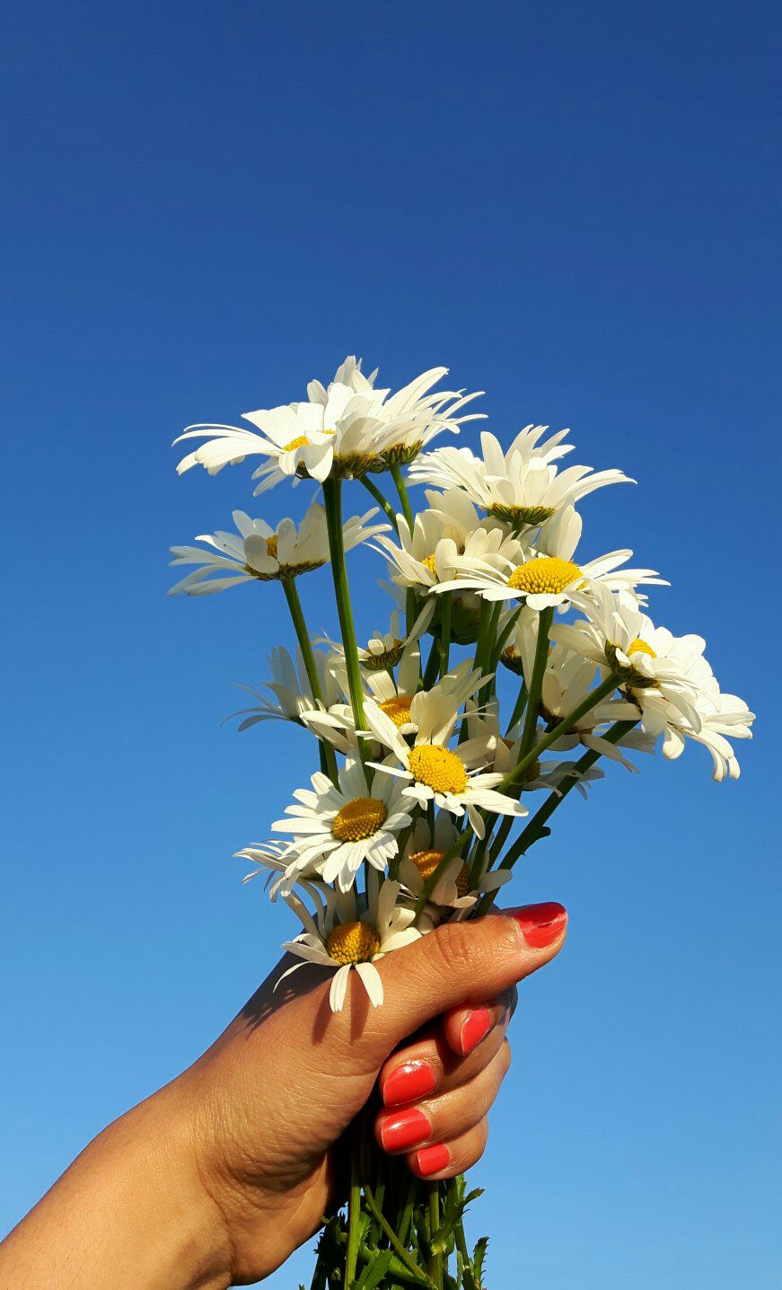 de-hooikoorts-houdt-mij-niet-tegen