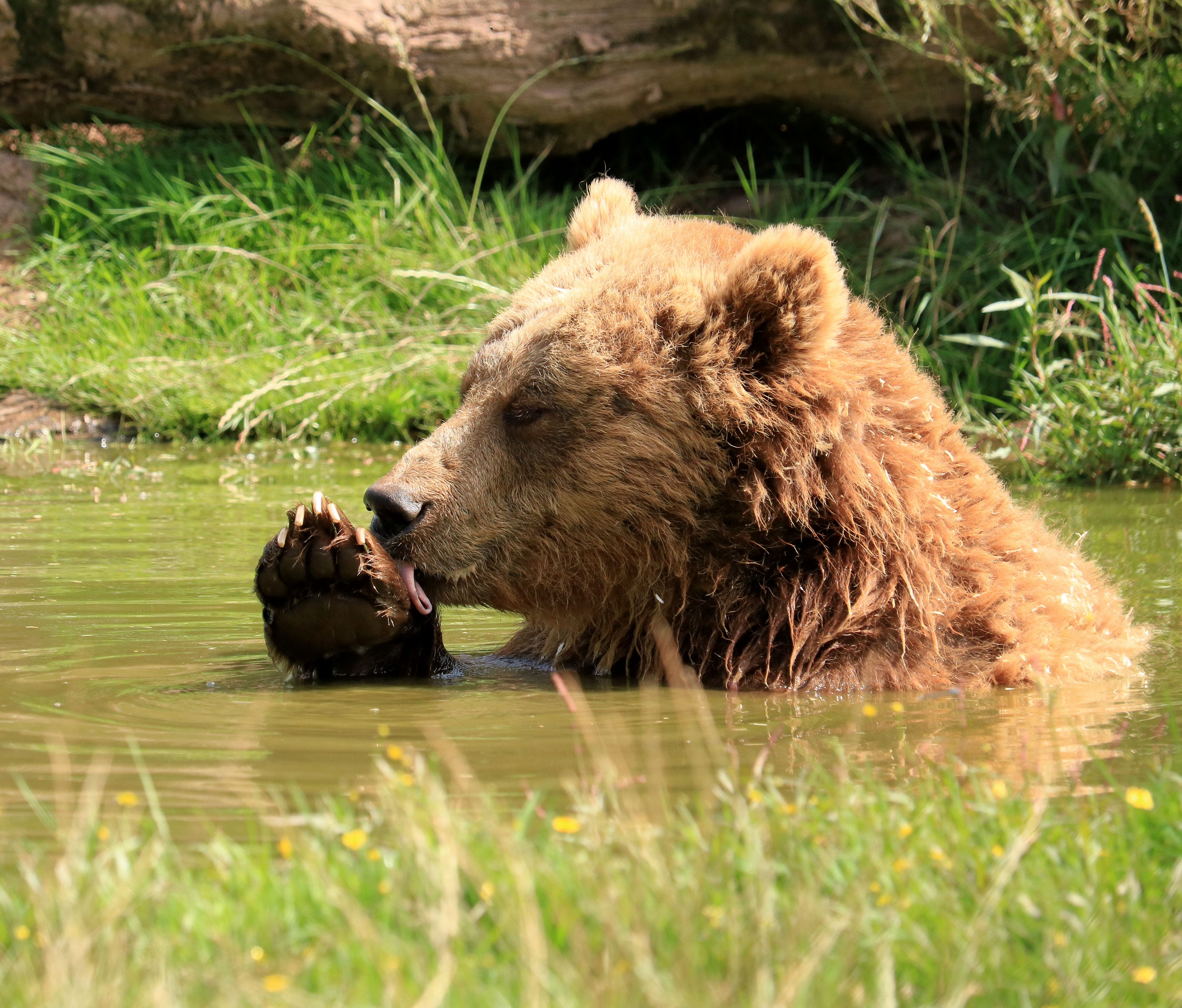 bruine-beer-wast-zich