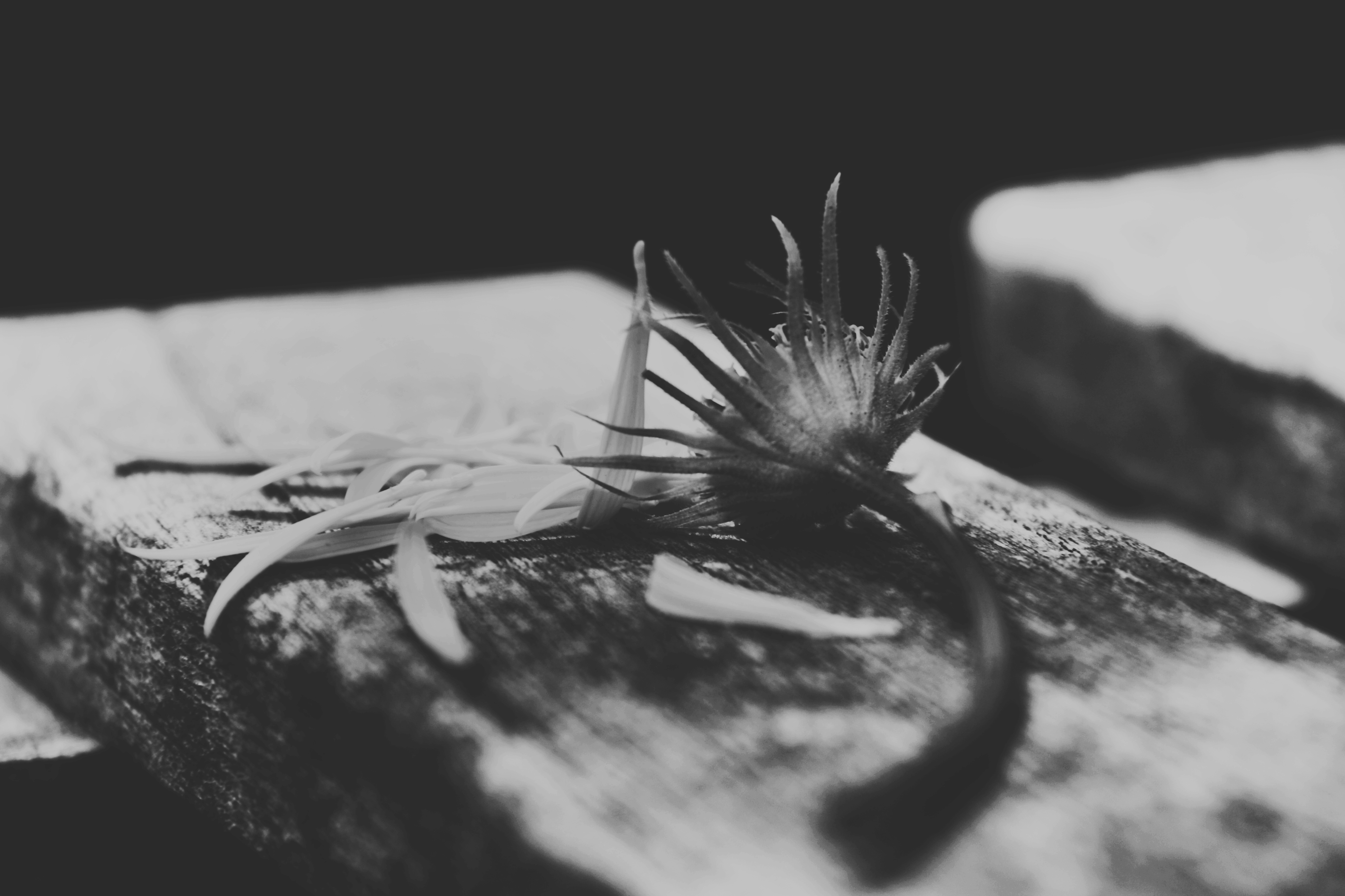 he-loves-he-loves-me-not