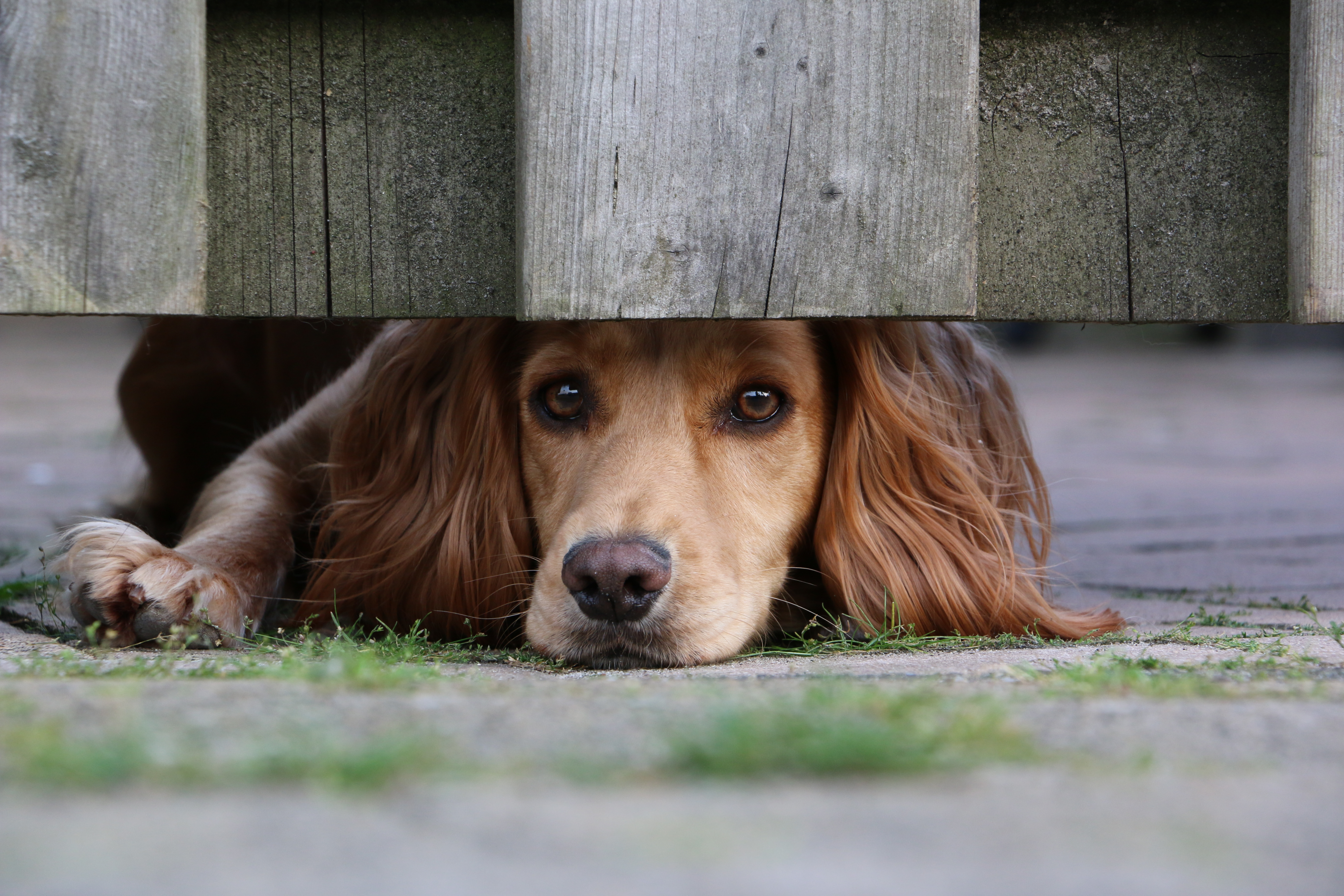 baas-mag-ik-bij-jou-zijn