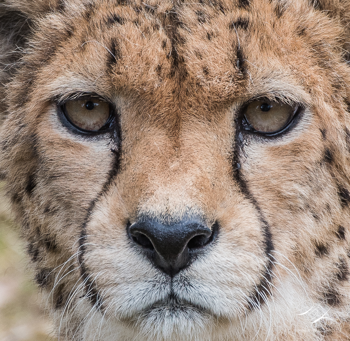 the-eyes-of-wildlife-in-captivity