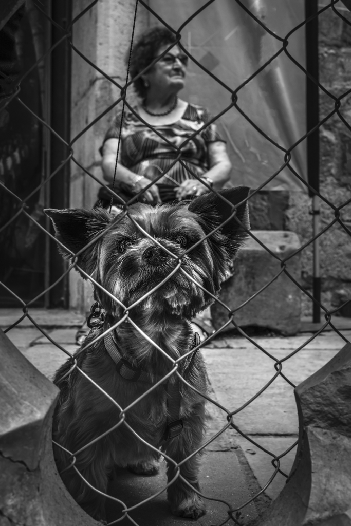 huisdier-faites-attention-pour-le-chien-psychotique