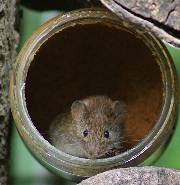 genieten-in-de-pindakaaspot