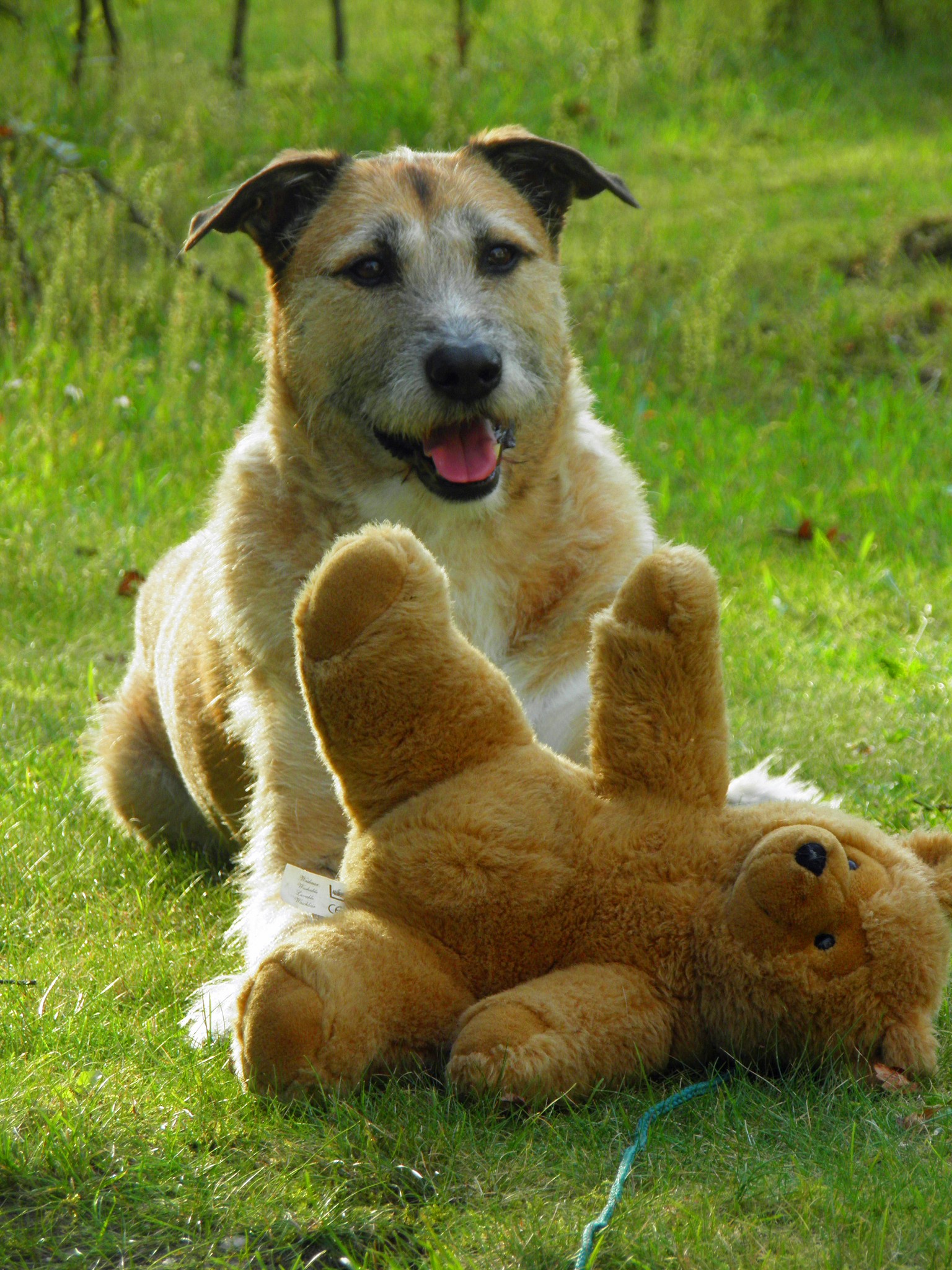 ook-honden-houden-van-knuffels