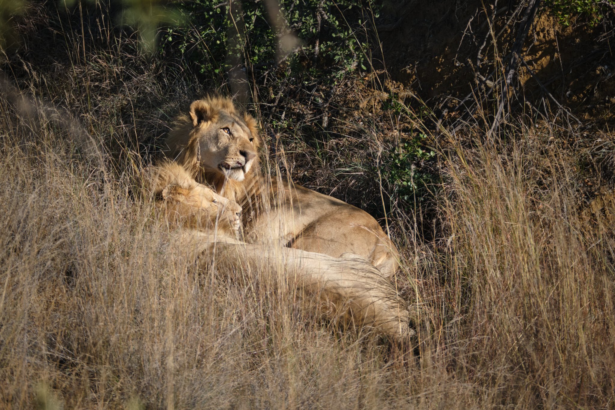 two-lion-brothers-pilanesberg