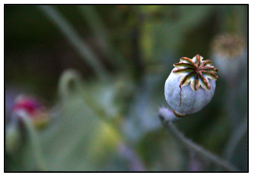 papaver-4