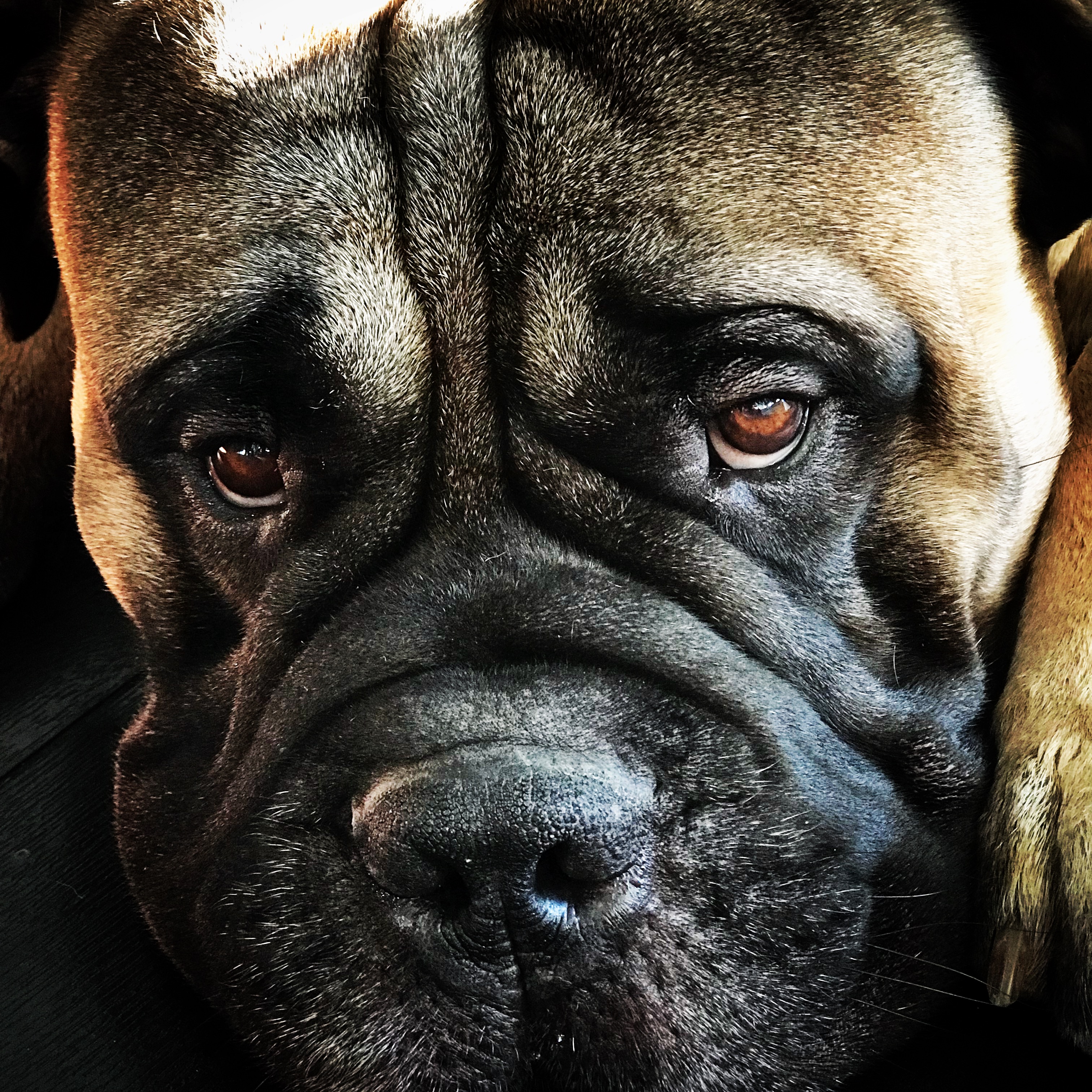 huisdier-chase-the-bullmastiff