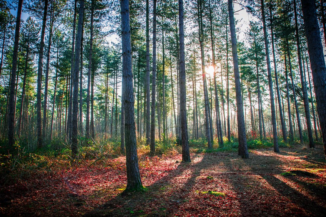 sunny-view-in-the-woods