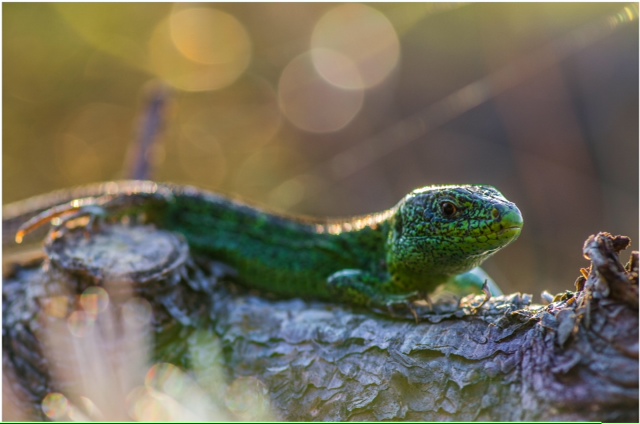 zandhagedis-in-avond-licht