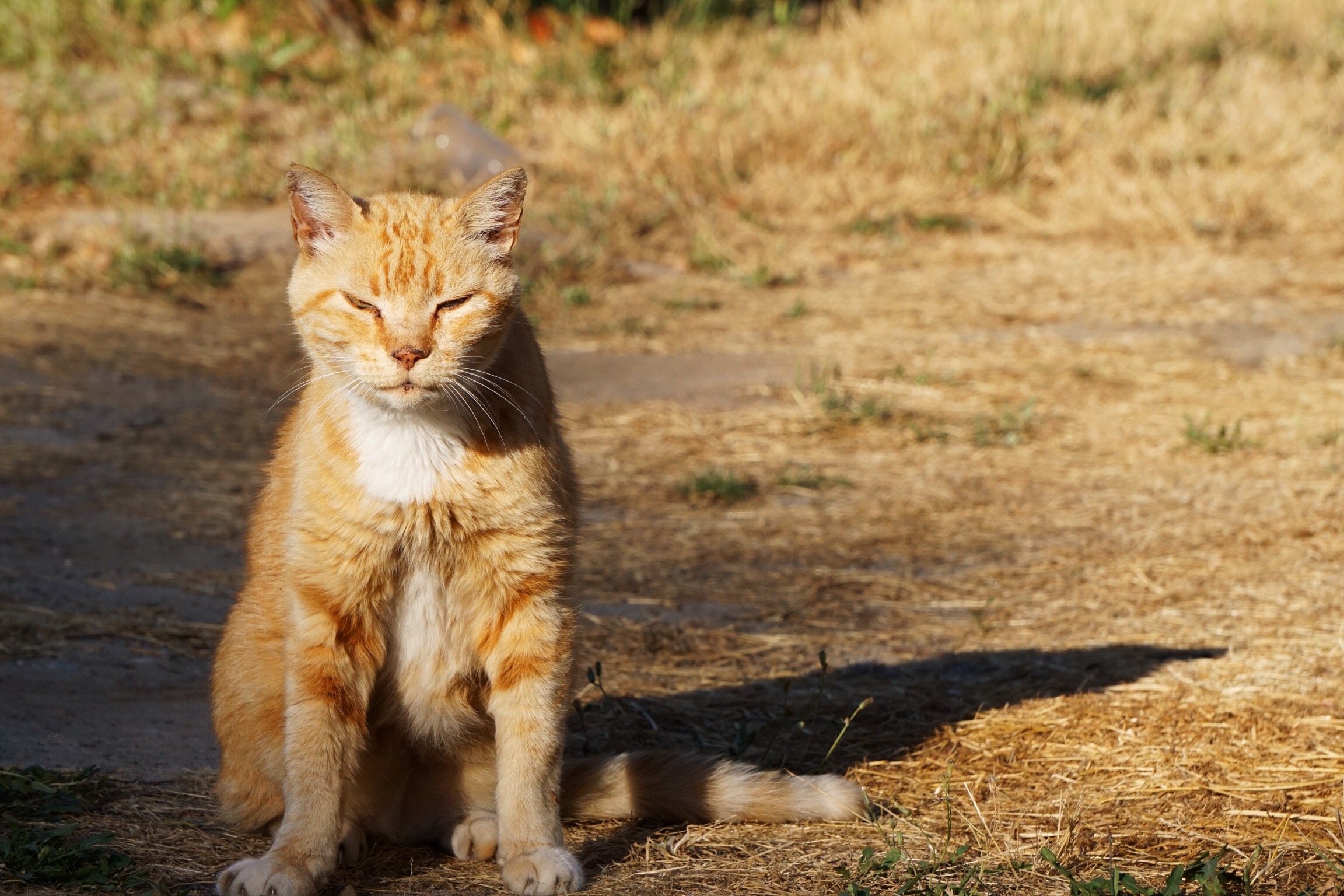 genieten-in-de-avondzon