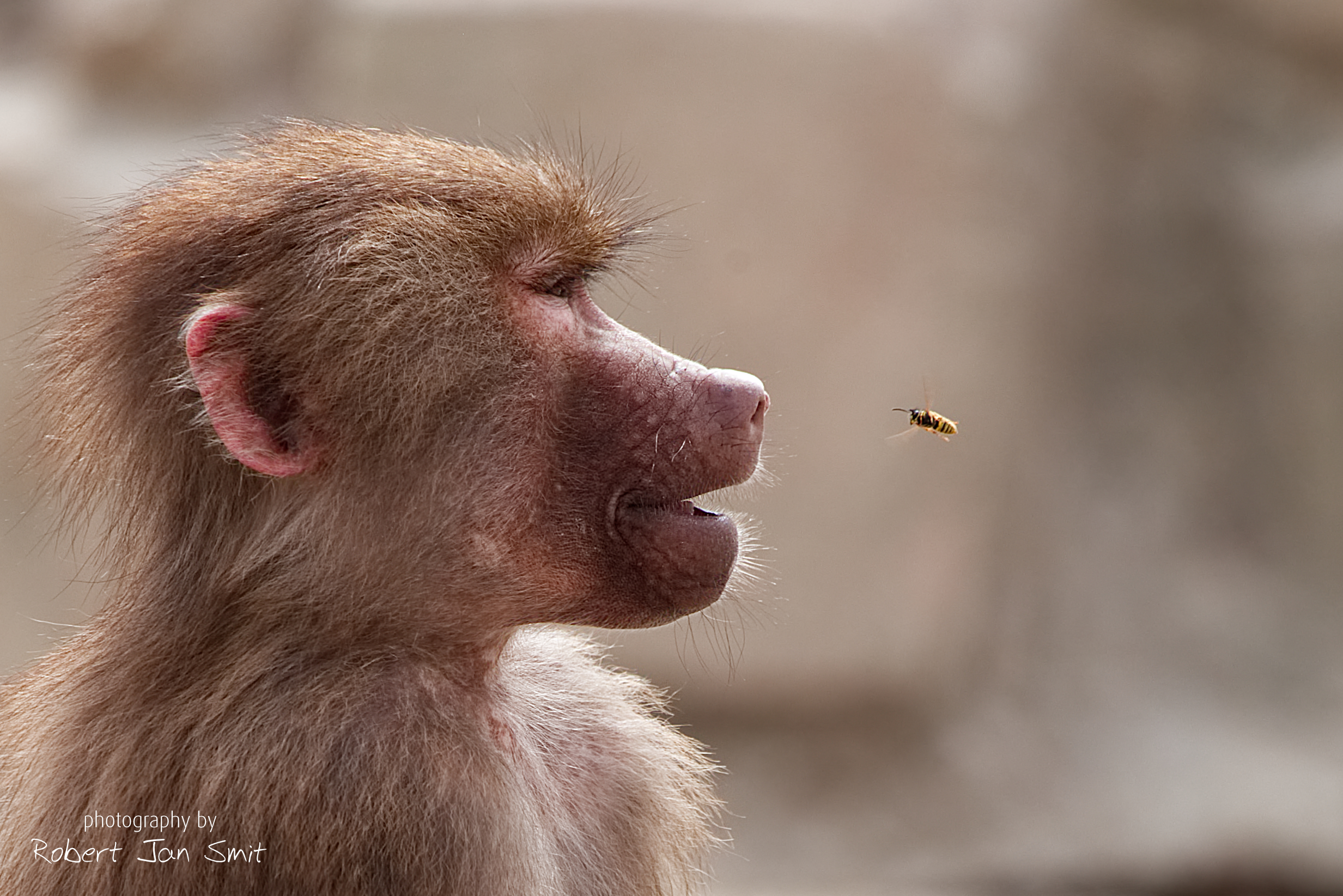 staredown-baboon-vs-wasp