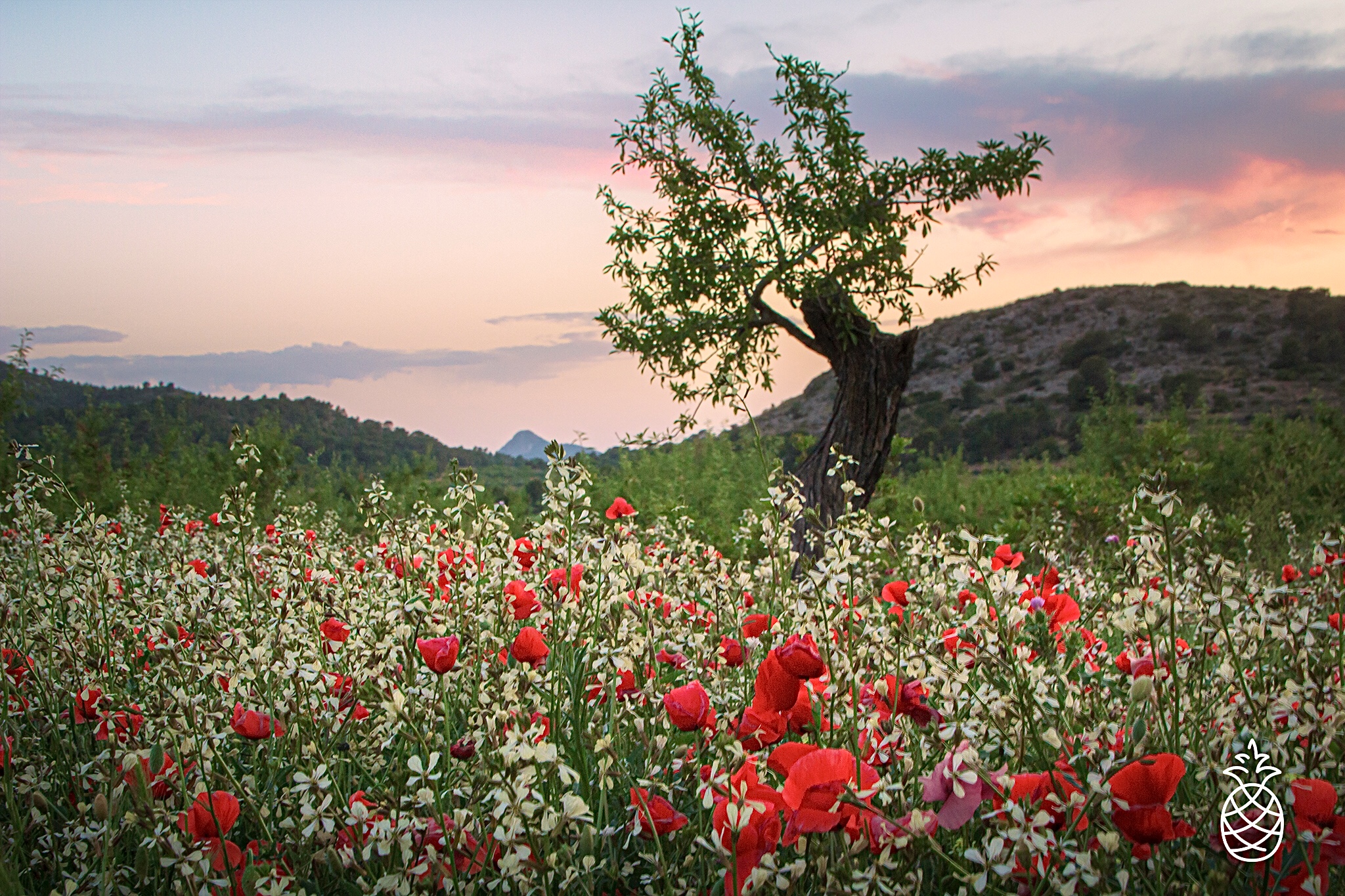 colorful-field