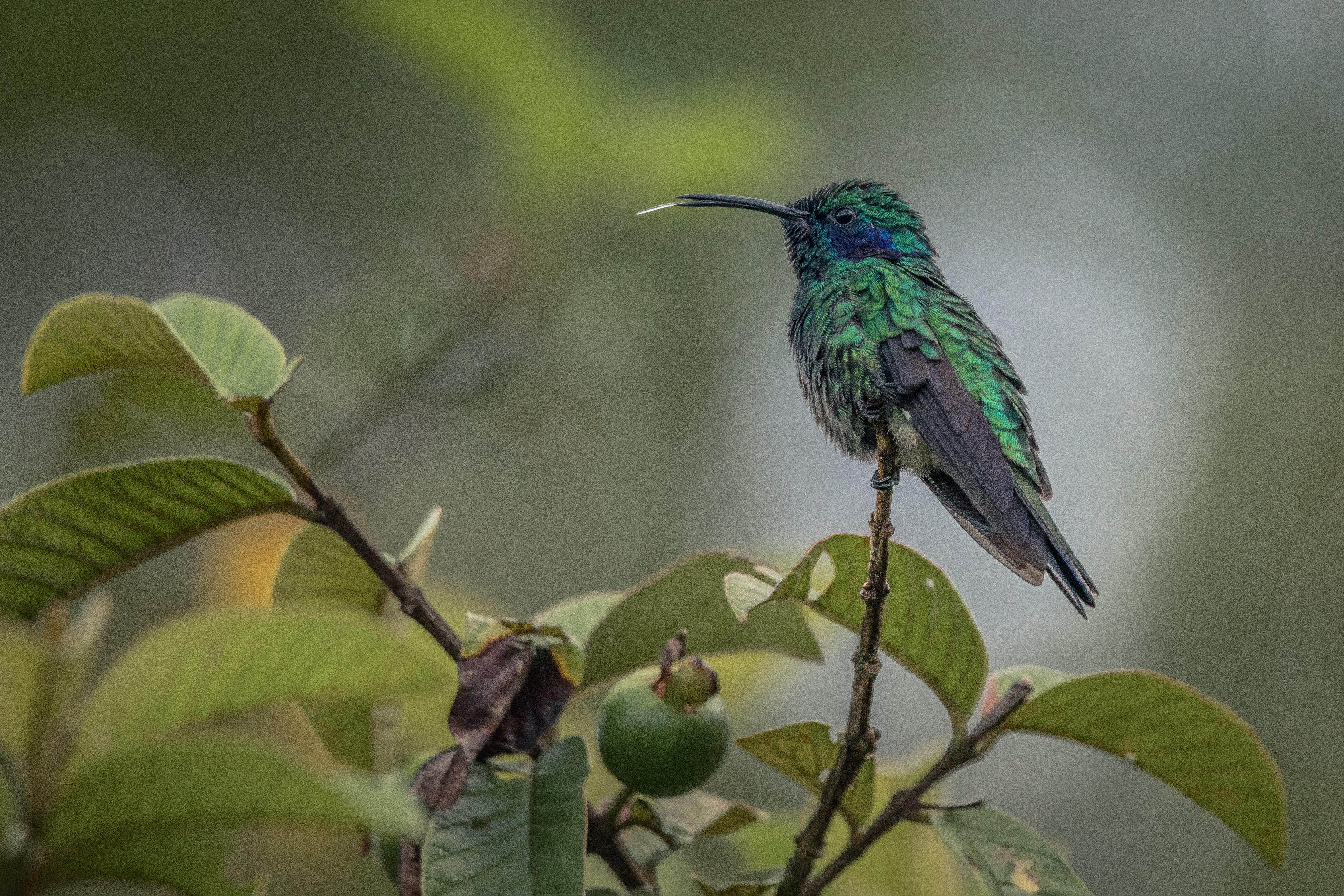 humming