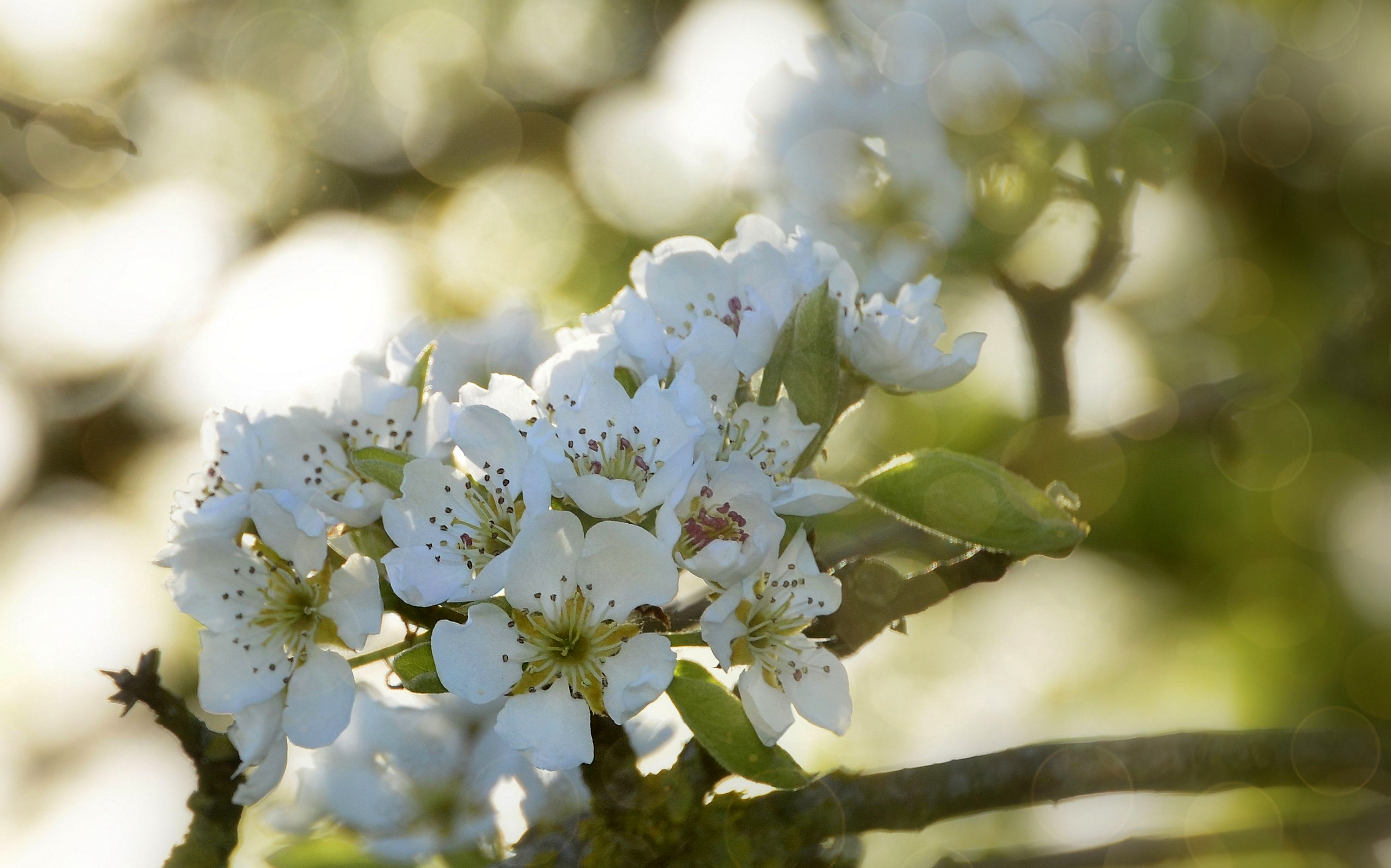 waiting-for-the-bees