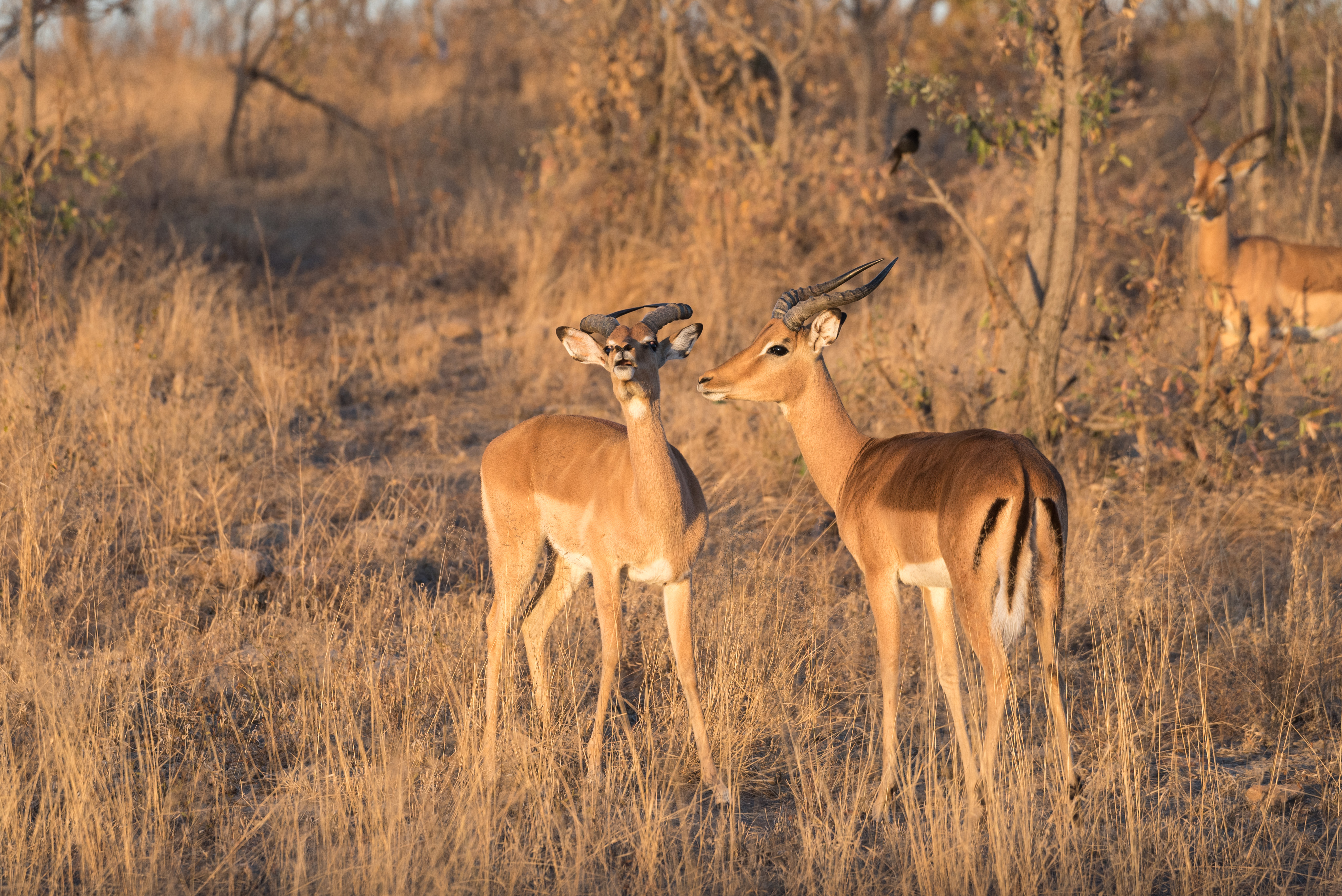 impalas