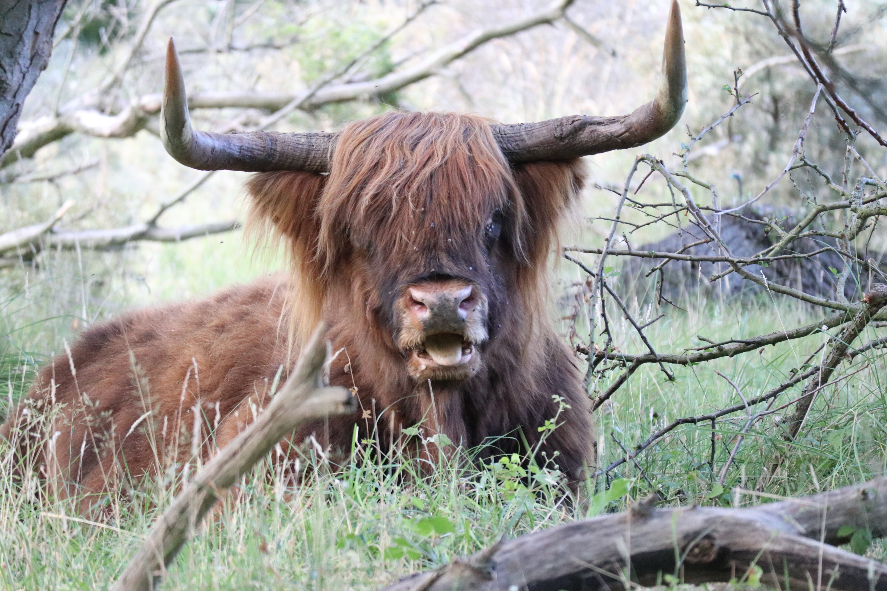 wildlife-in-nederland-niet-zo-wild