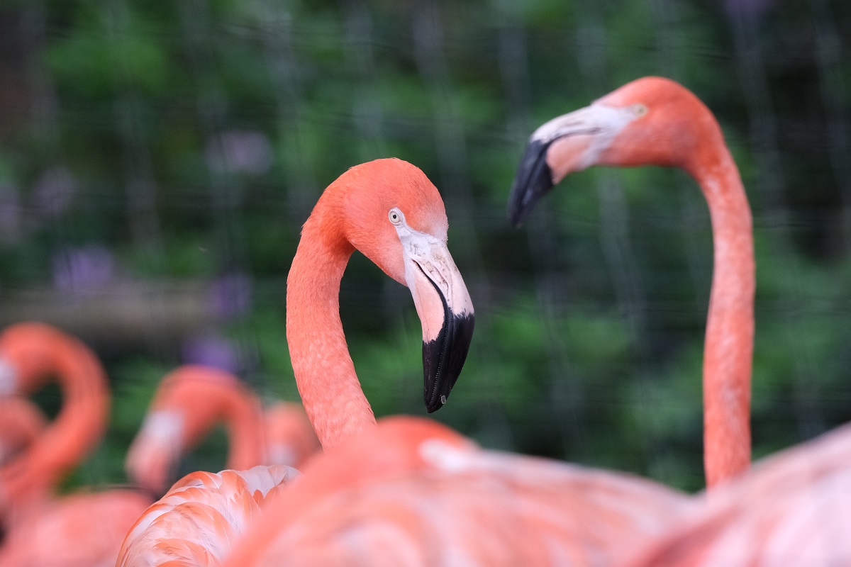 de-nieuwe-fujifilm-x-h2s-getest-in-ouwehands-dierenpark