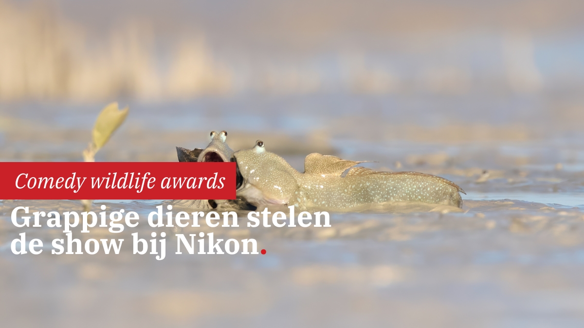 grappige-dieren-stelen-show-bij-nikon-comedy-wildlife-awards